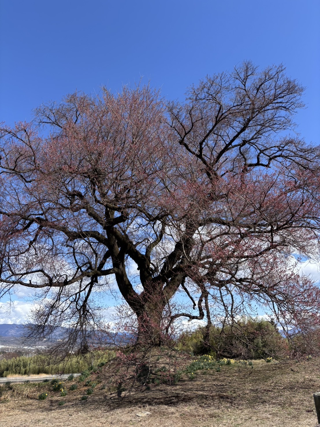 260319わに塚のサクラ