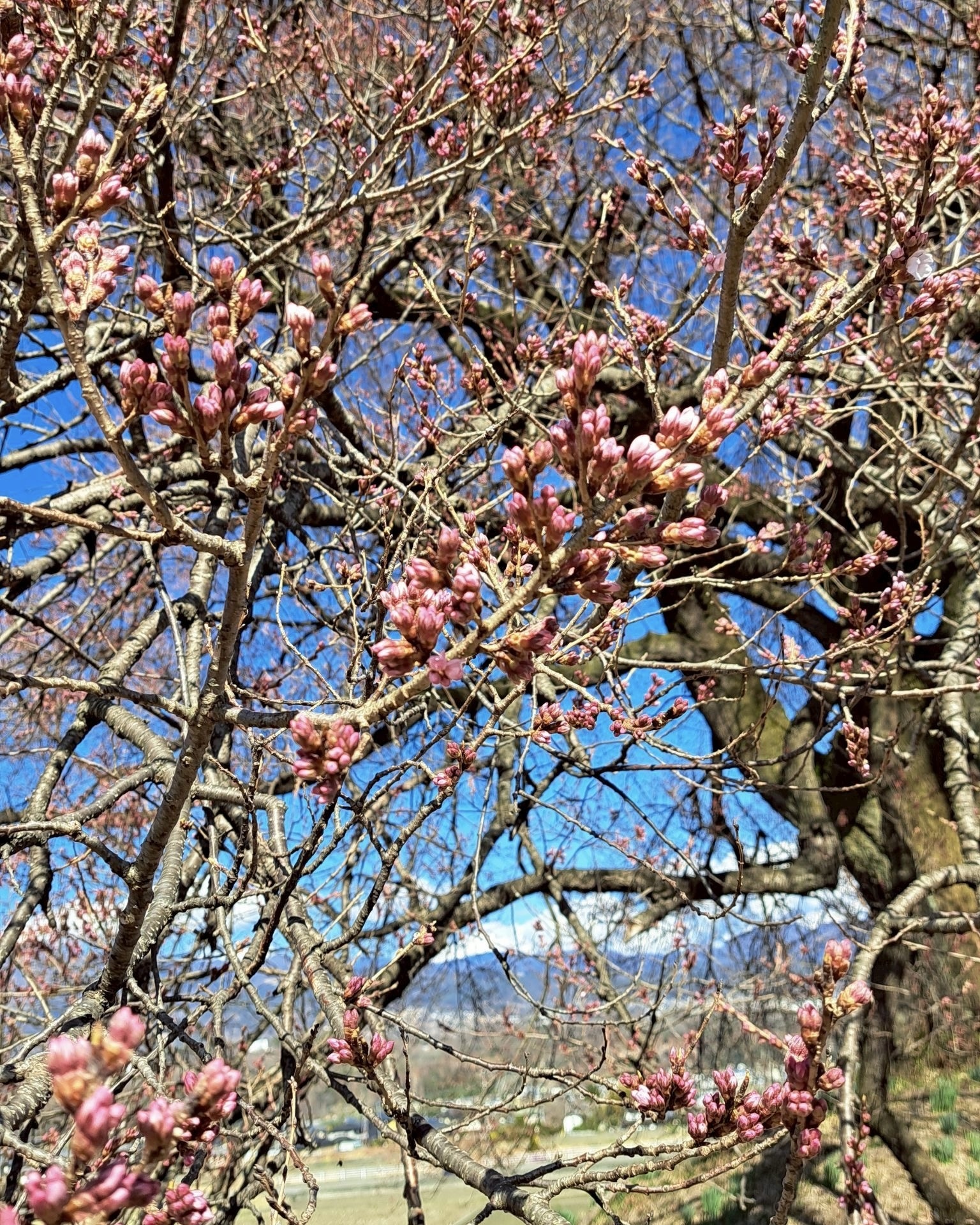 260319わに塚のサクラ