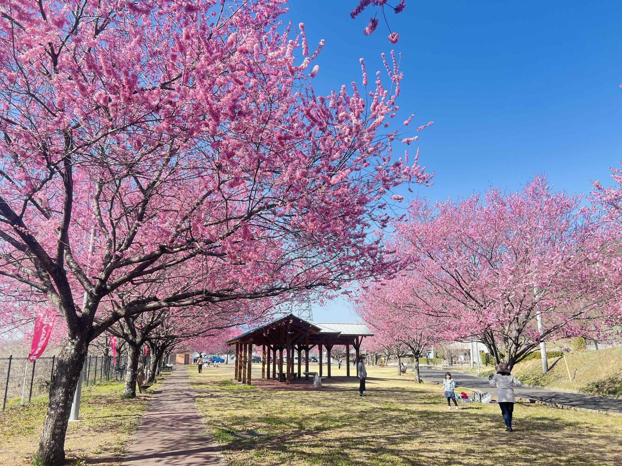 260321穴山さくら公園