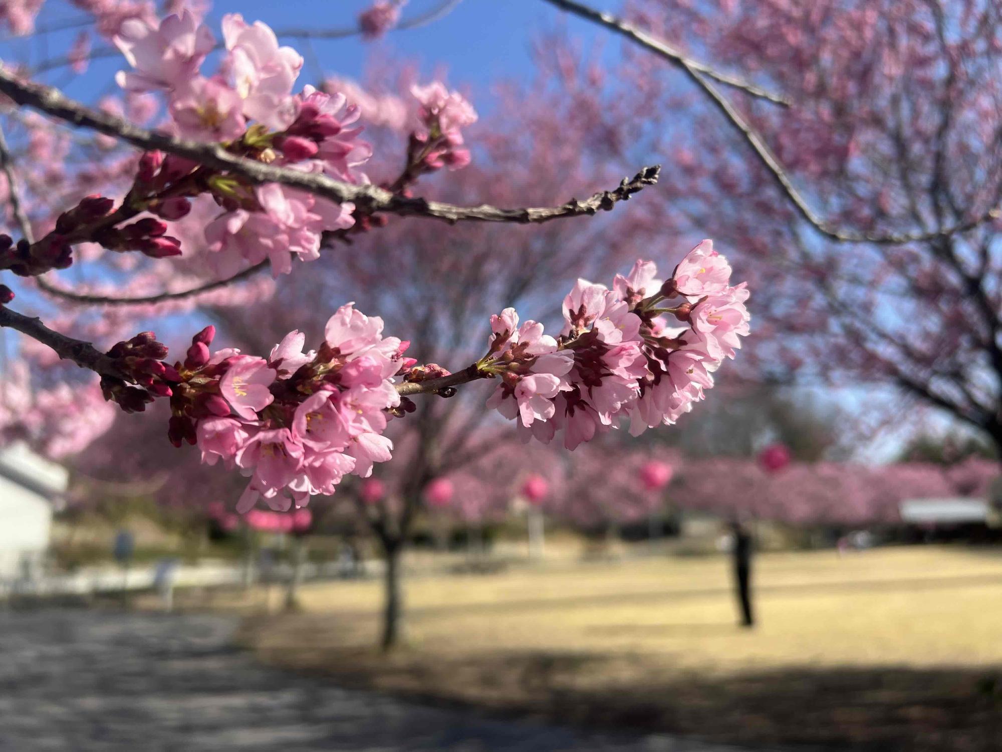 260321穴山さくら公園