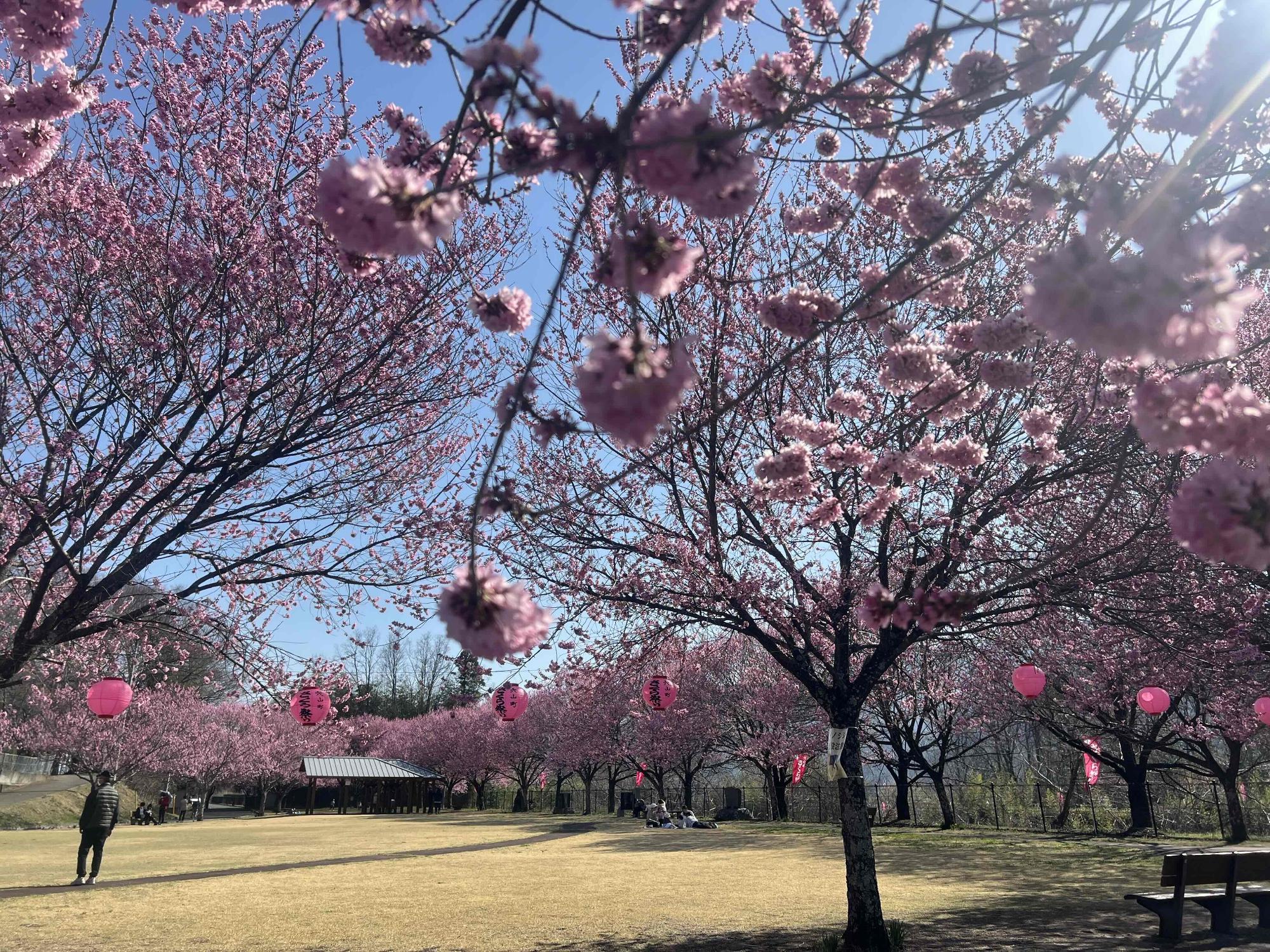 260321穴山さくら公園