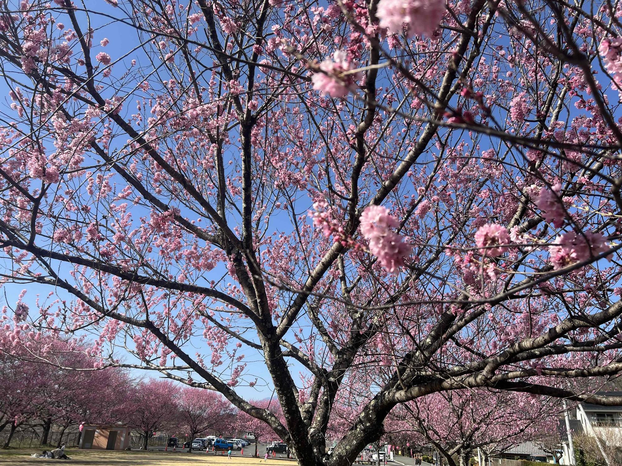 260321穴山さくら公園