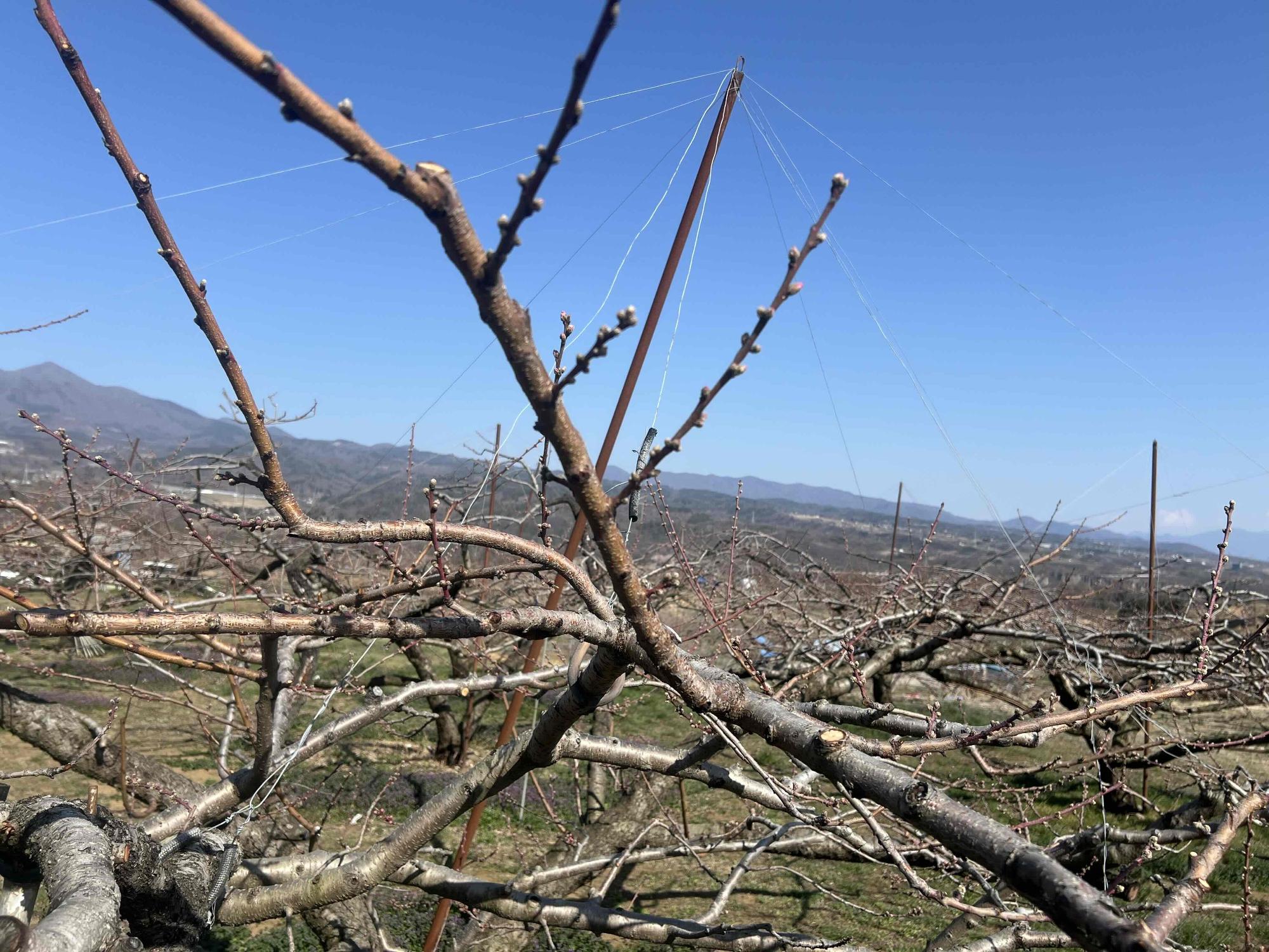 260321新府桃源郷