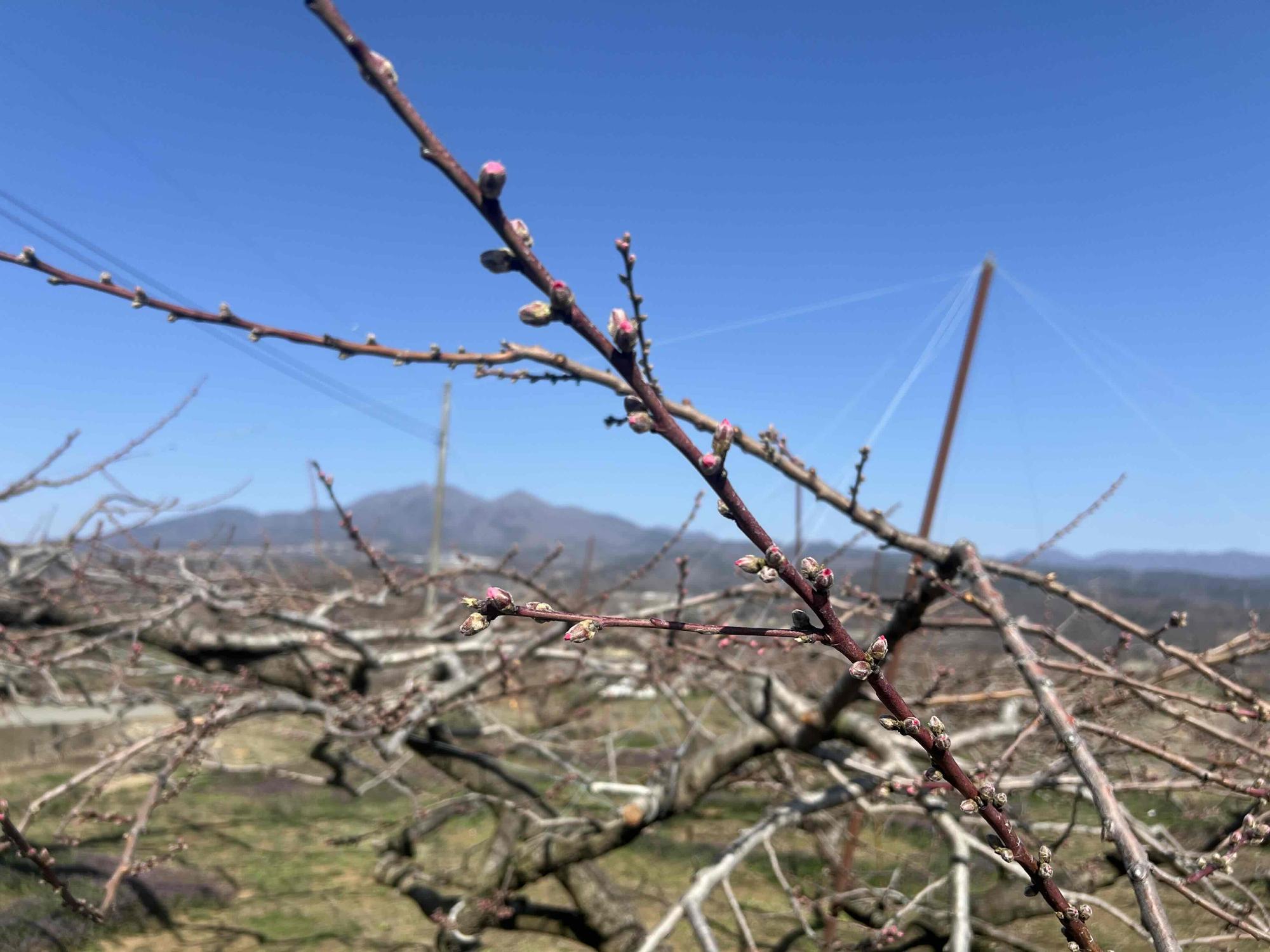 260321新府桃源郷