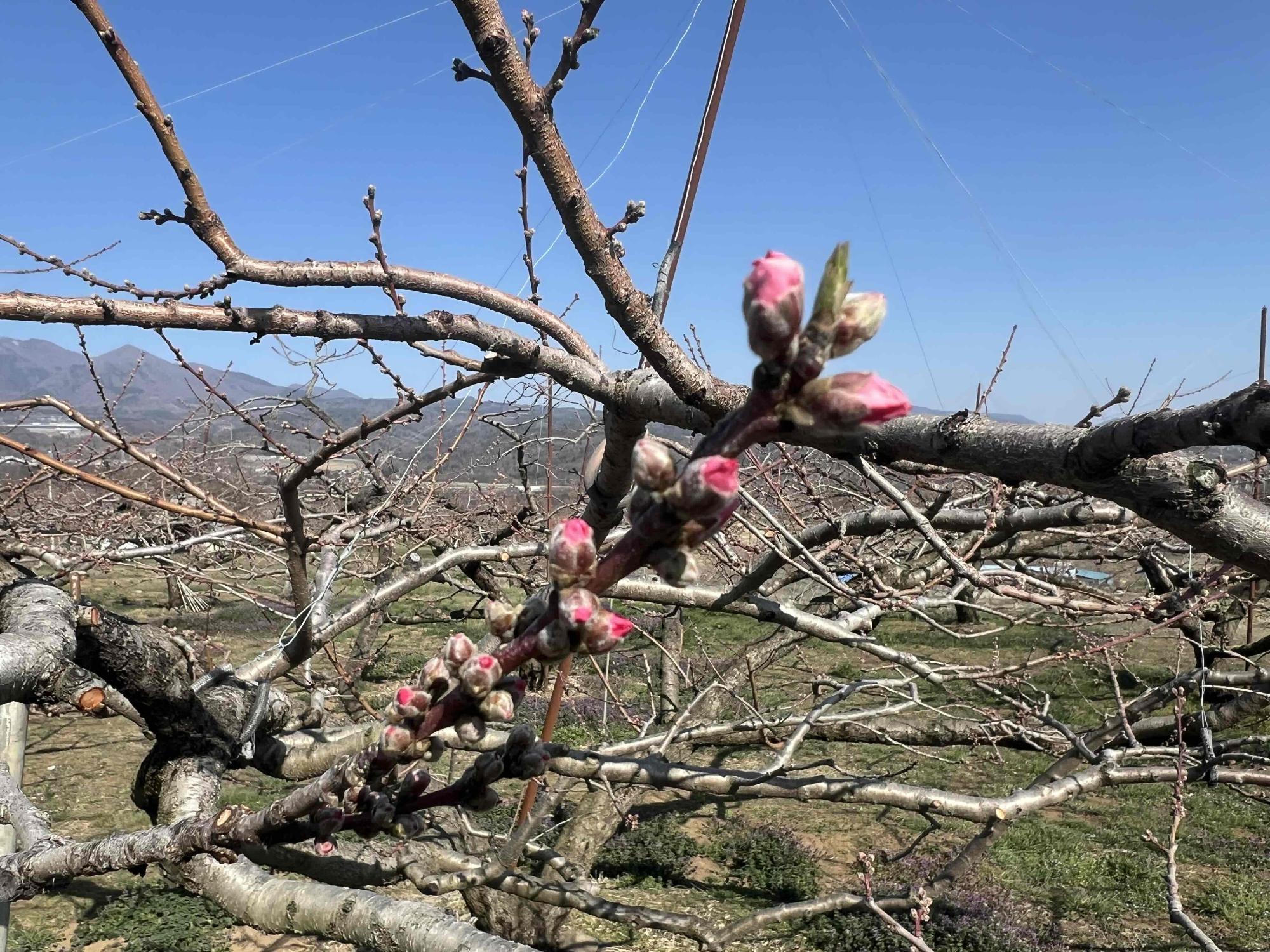 260321新府桃源郷