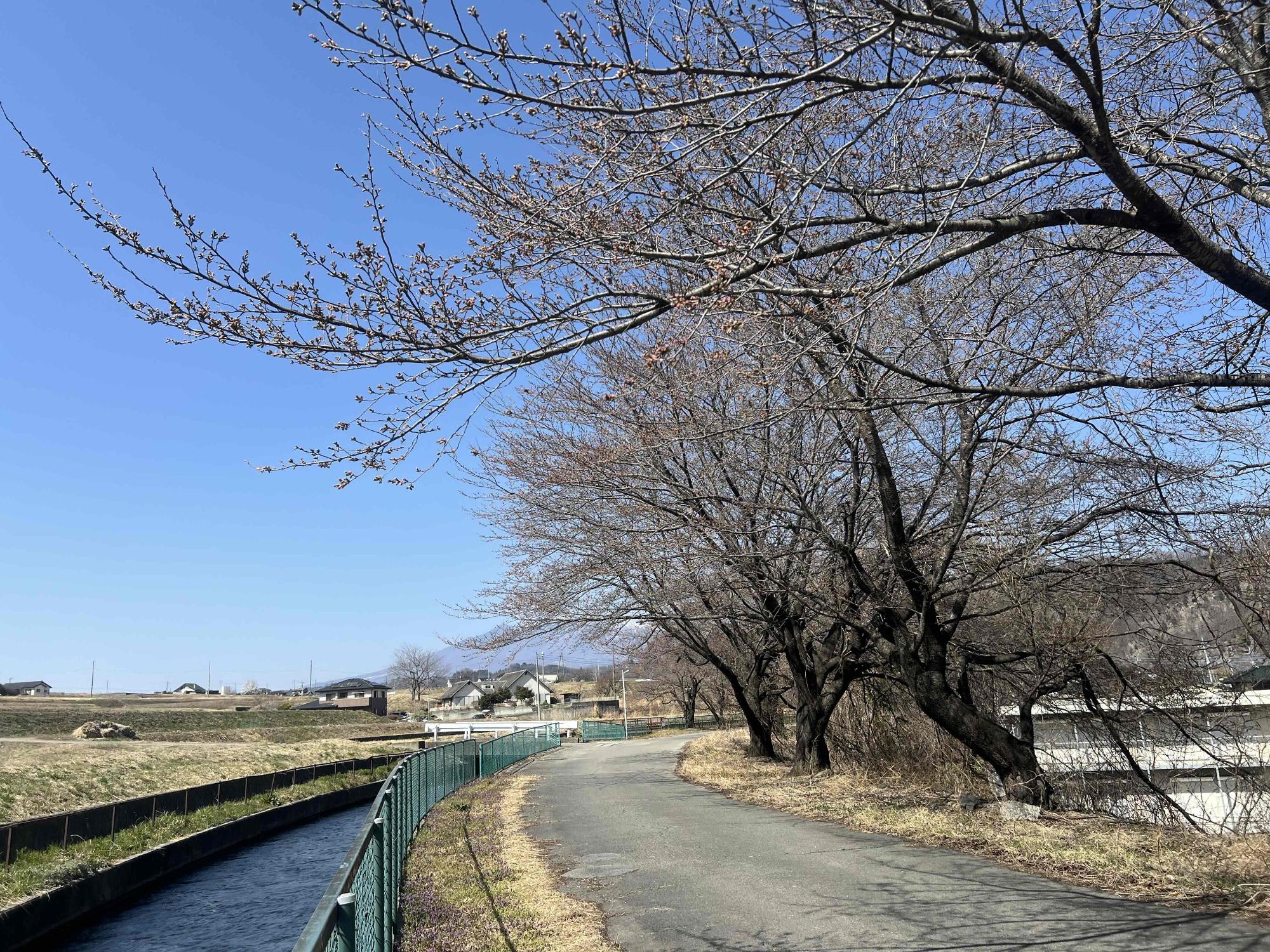 260321徳島堰沿い桜