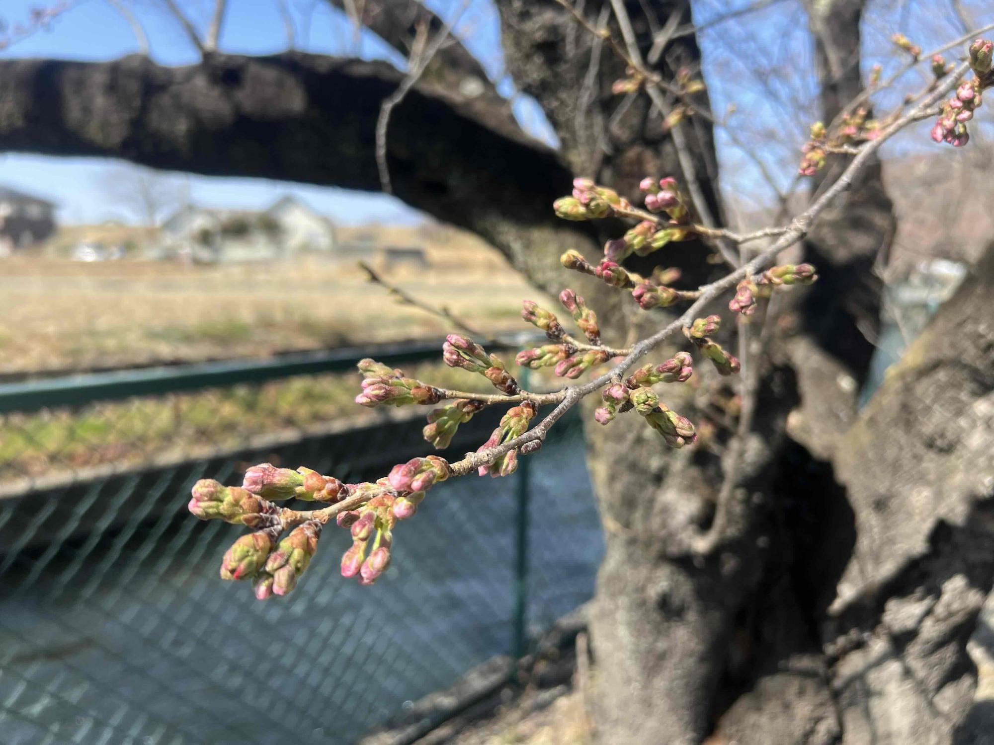 260321徳島堰沿い桜