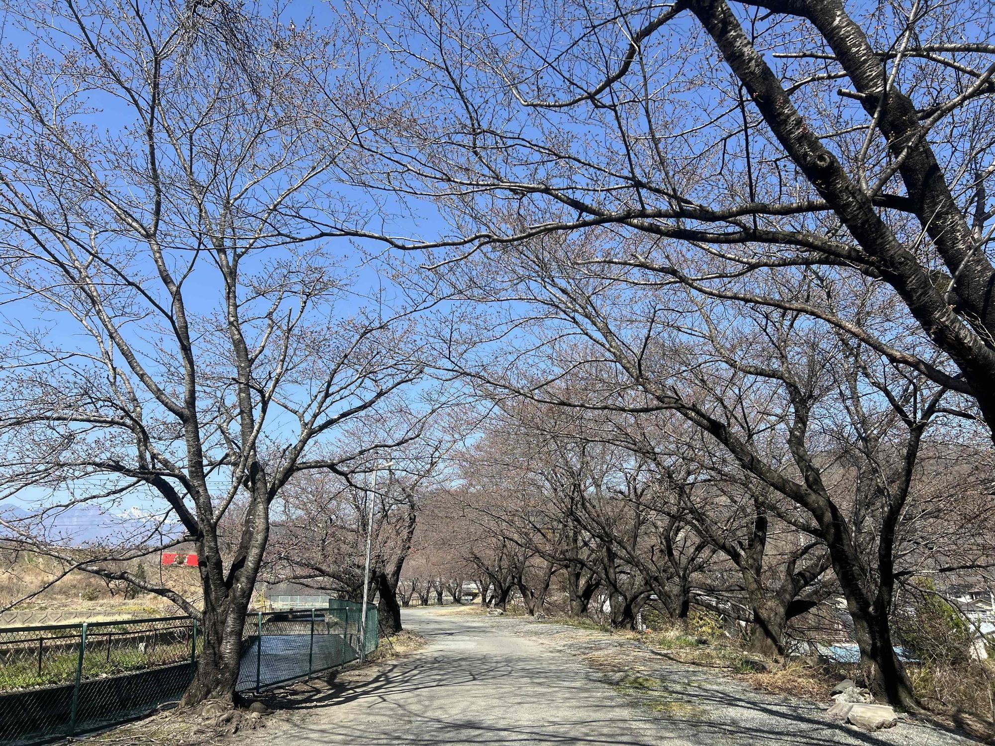 260321徳島堰沿い桜