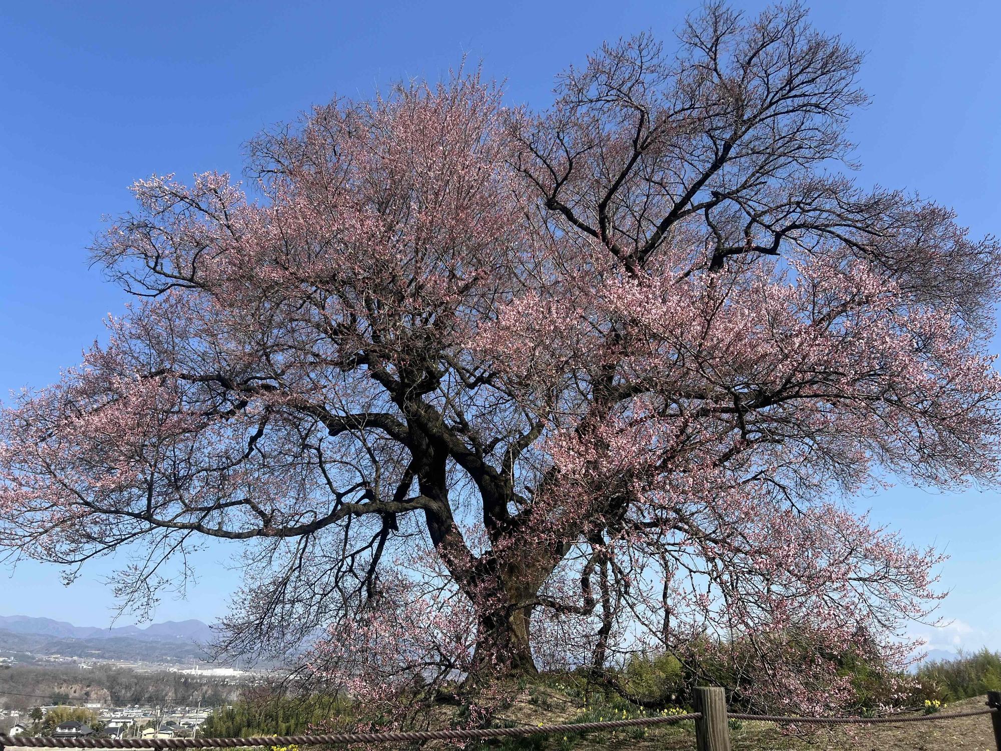 260321わに塚のサクラ