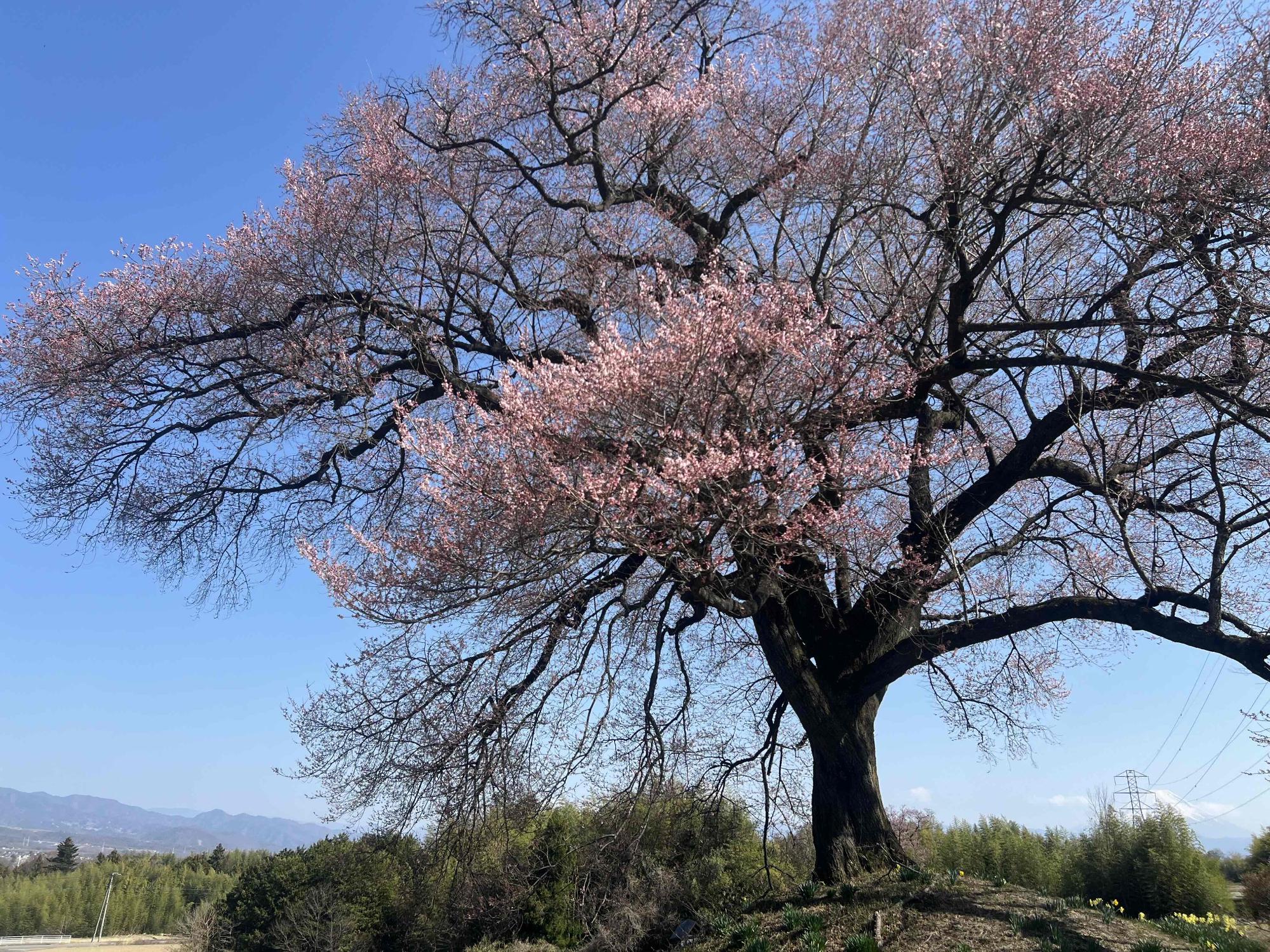 260321わに塚のサクラ