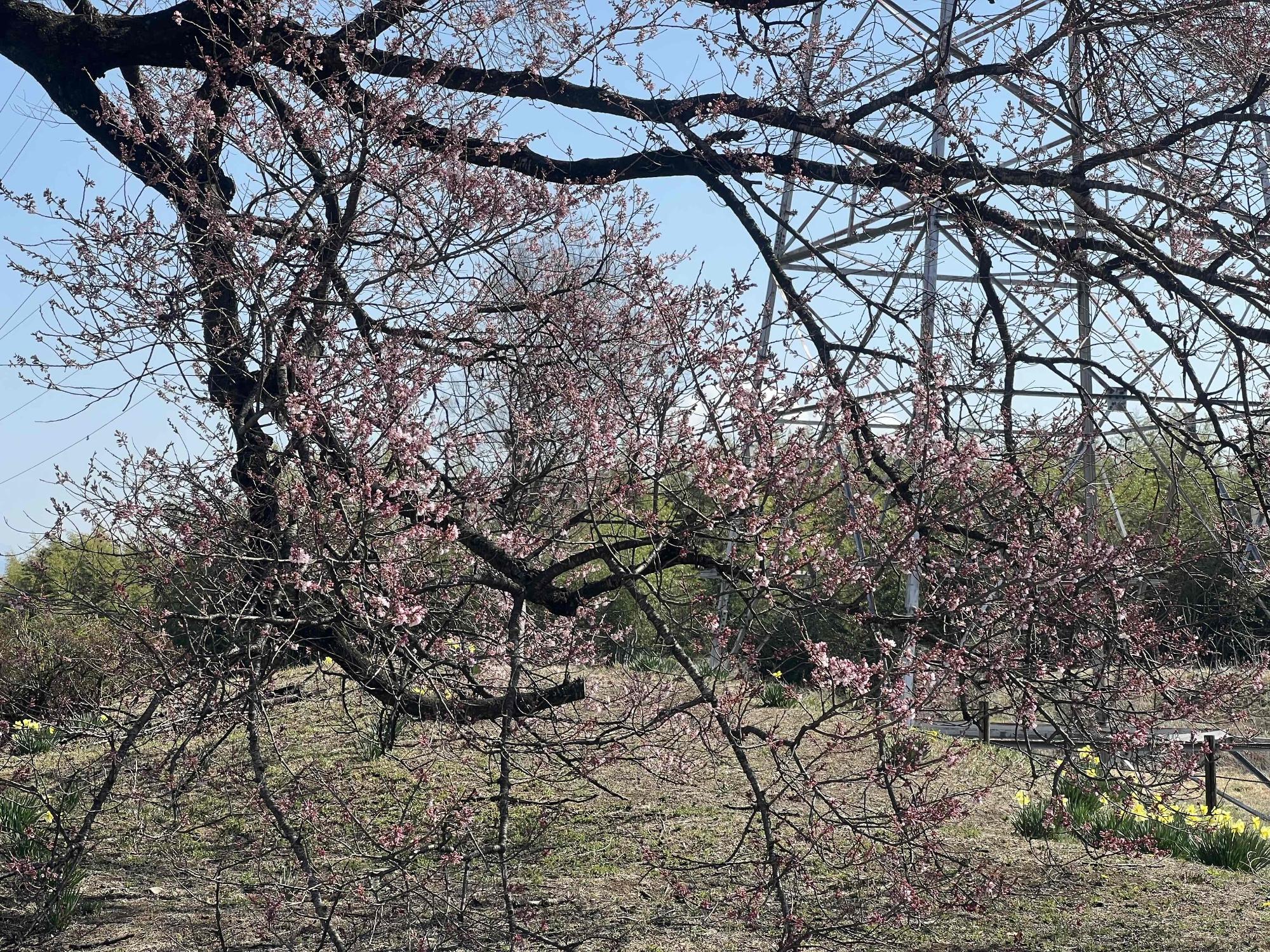 260321わに塚のサクラ