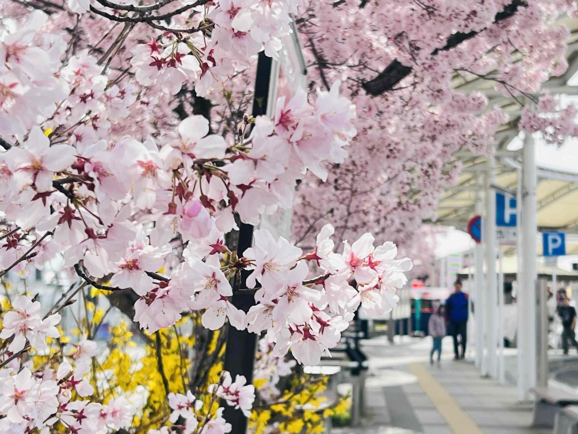 260323韮崎駅桜