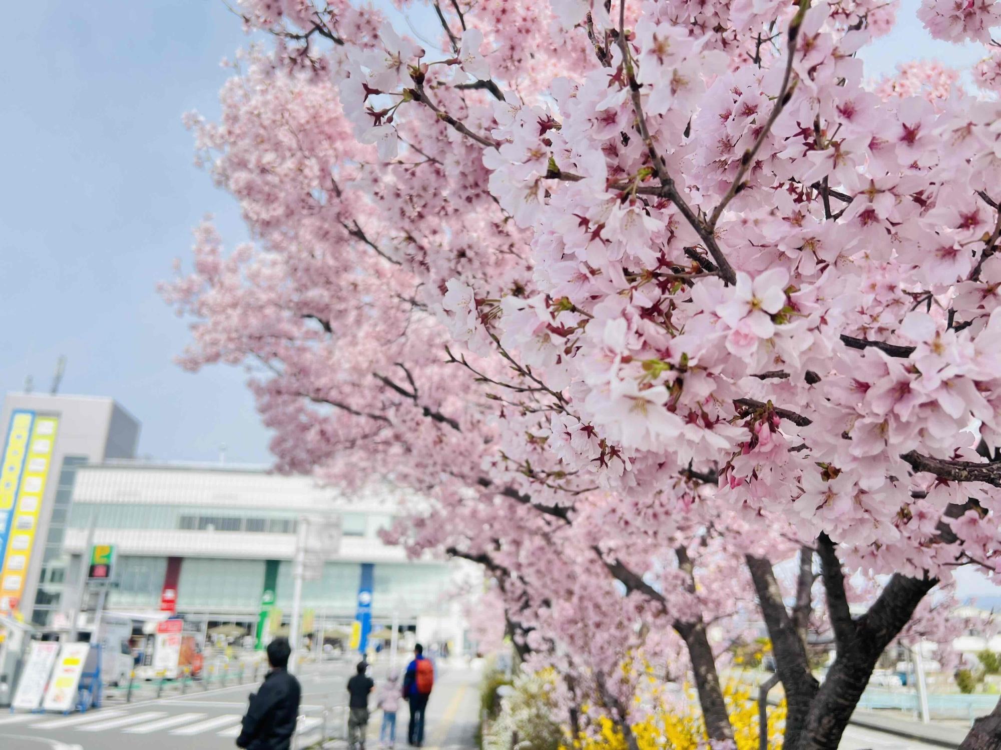 260323韮崎駅桜