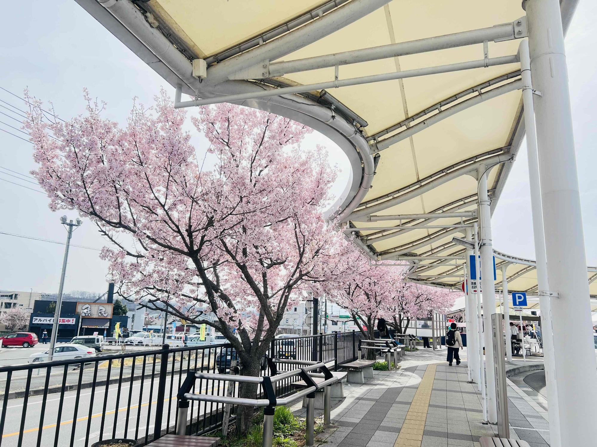 260323韮崎駅桜