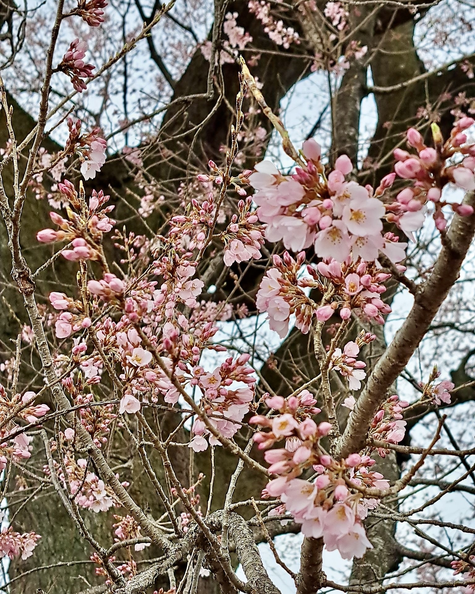 260323わに塚のサクラ