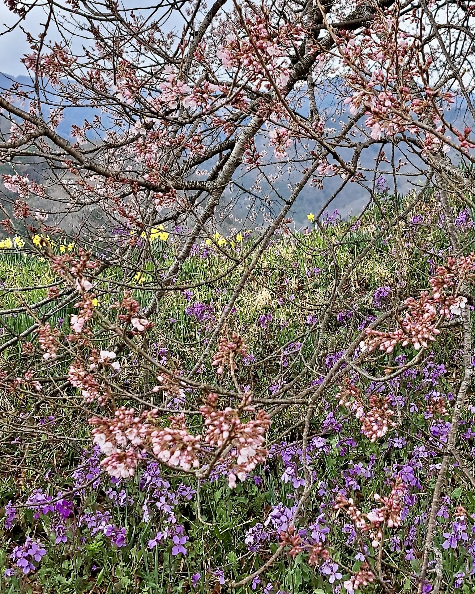 260323わに塚のサクラ