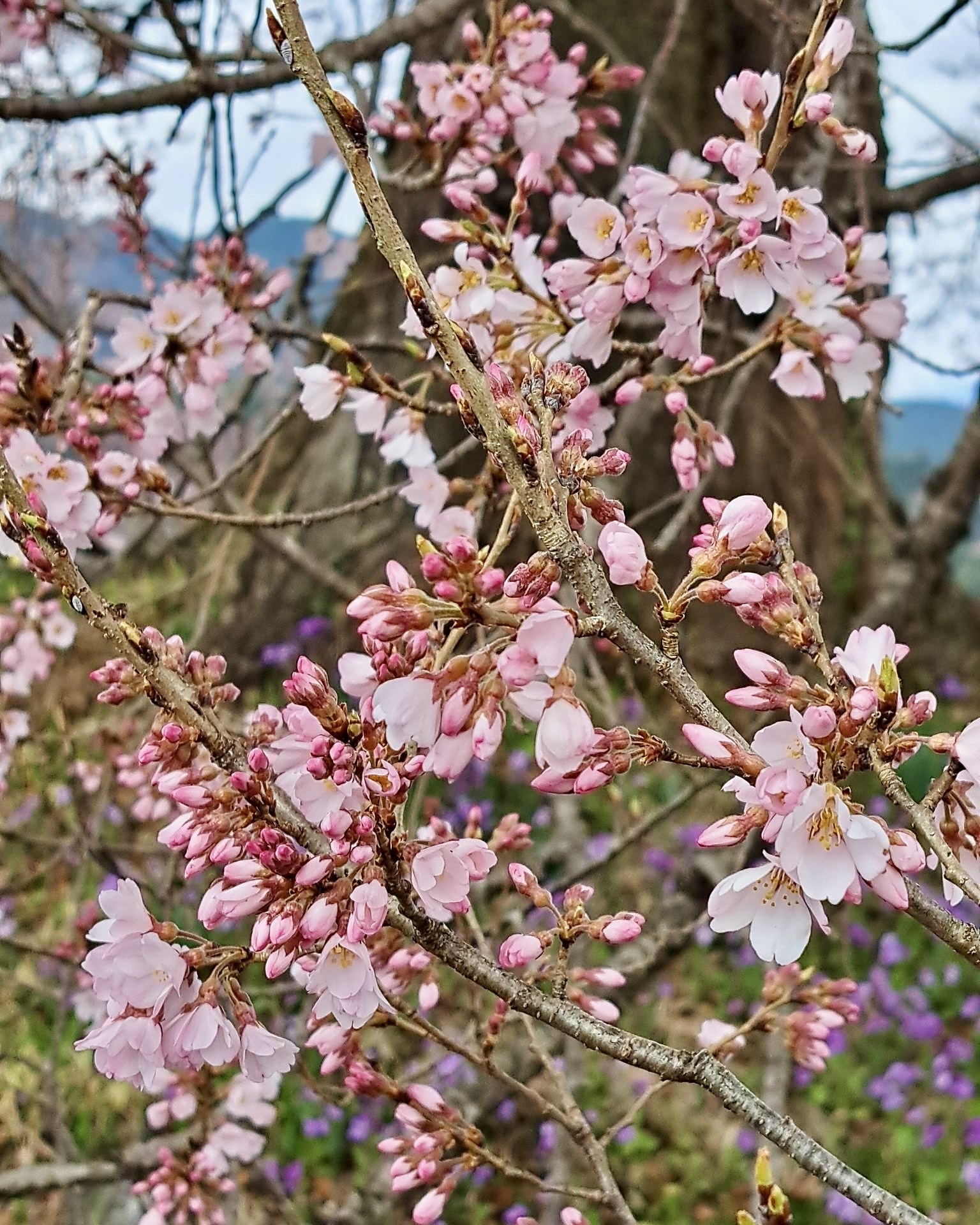 260323わに塚のサクラ