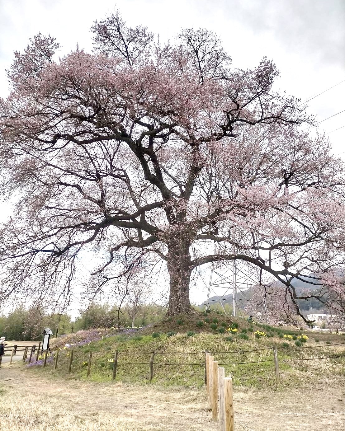 260323わに塚のサクラ