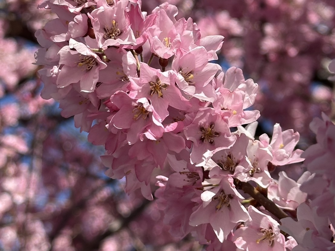 260324穴山さくら公園