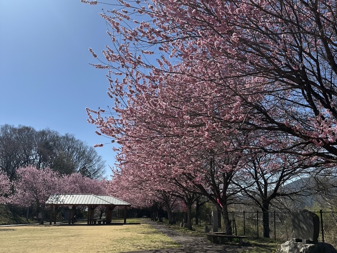 260324穴山さくら公園