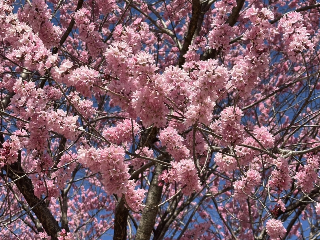 260324穴山さくら公園