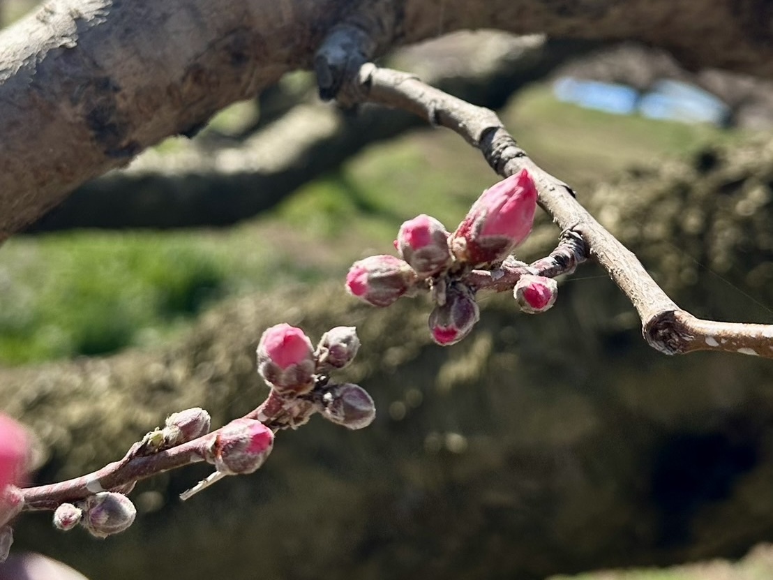 260324新府桃源郷