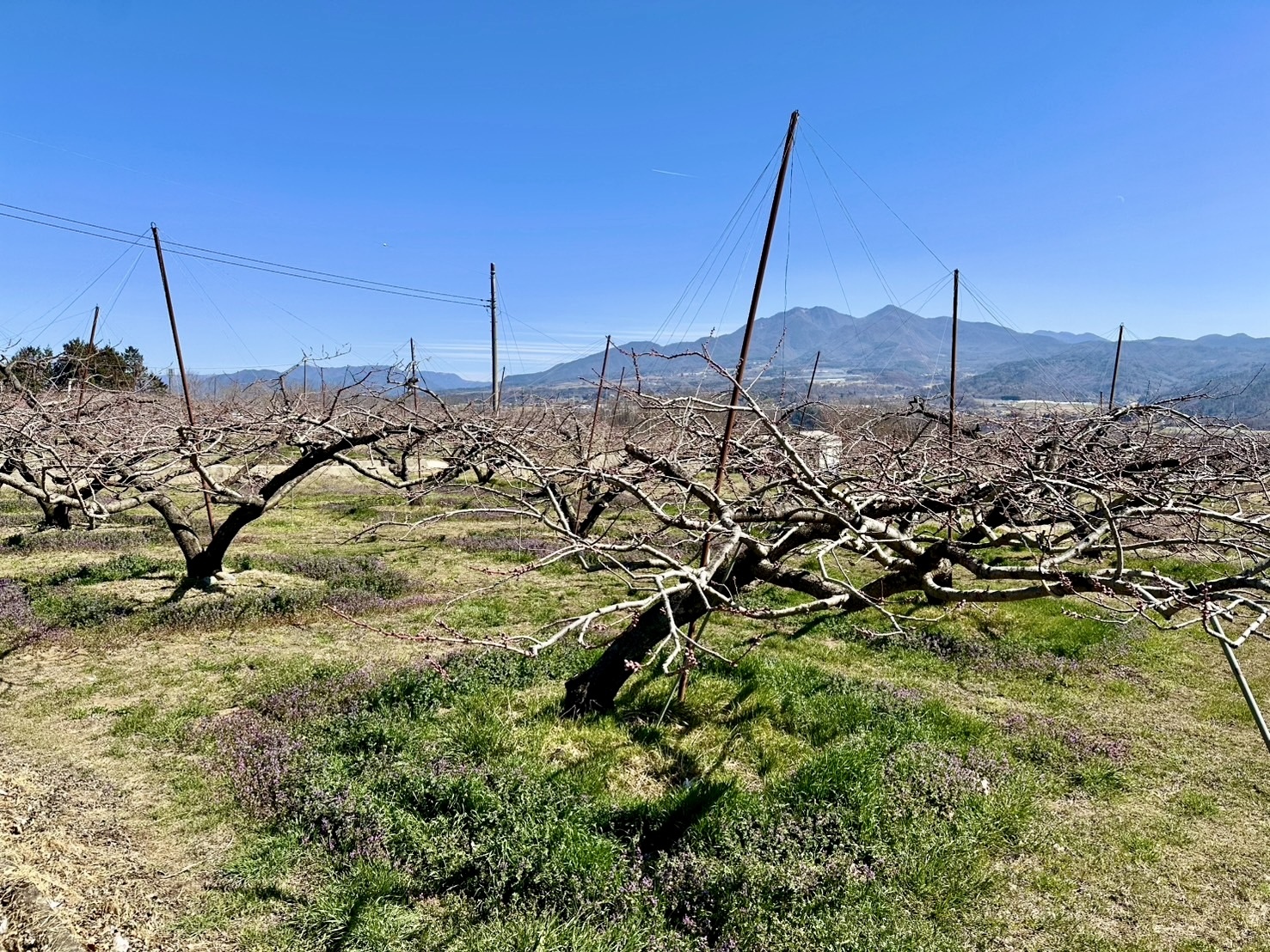 260324新府桃源郷