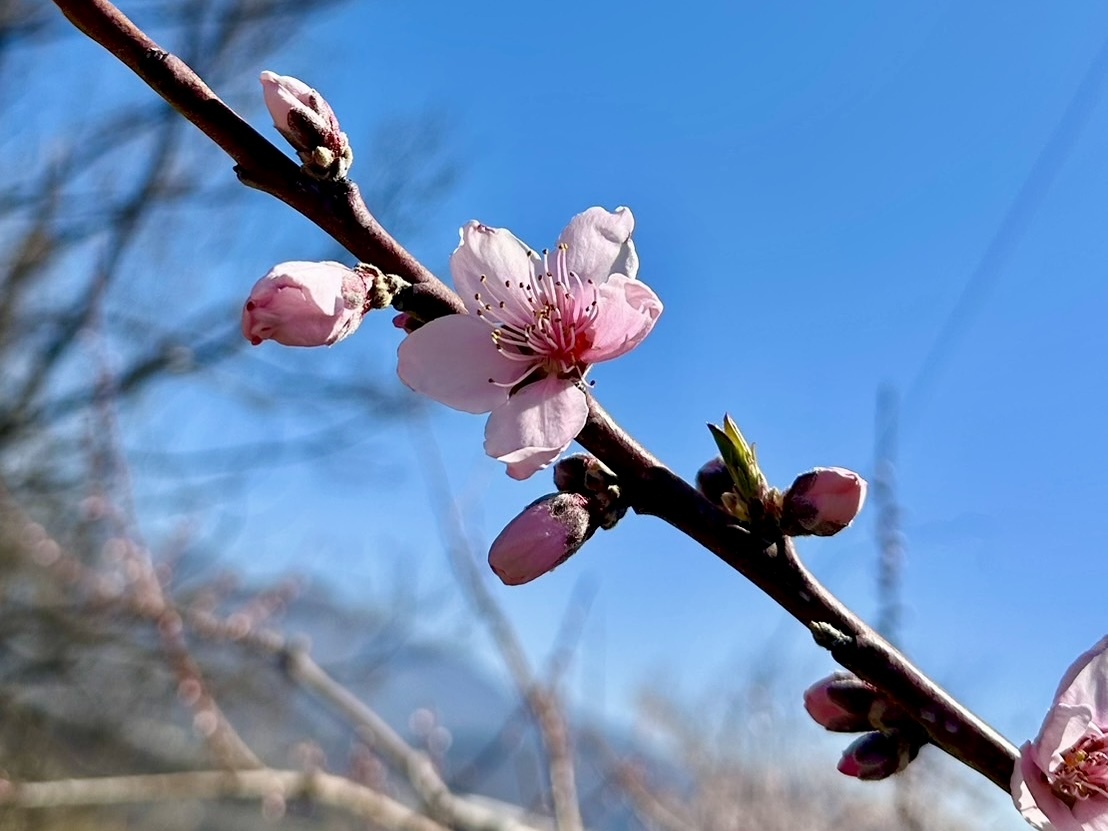 260324新府桃源郷
