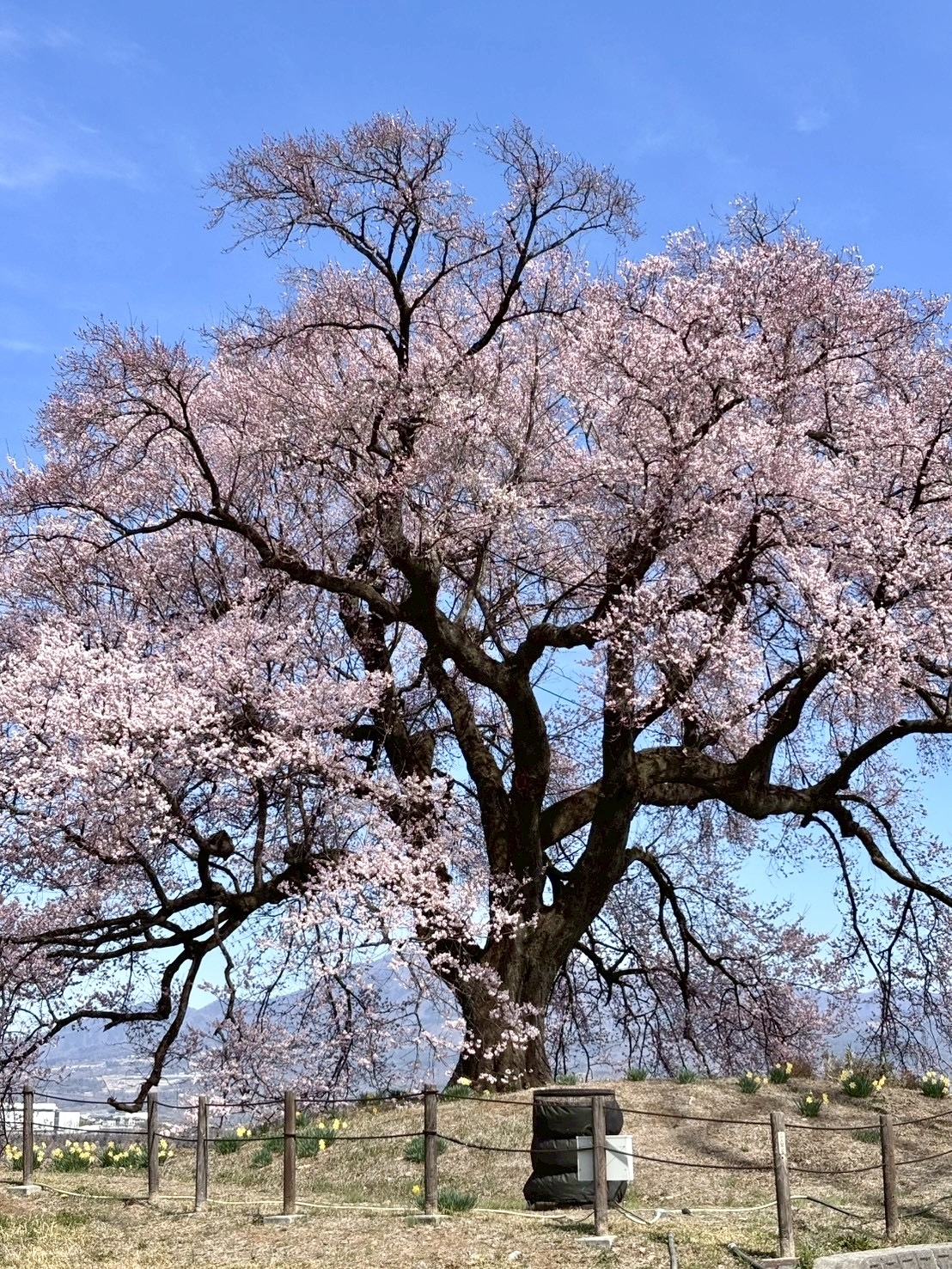 260324わに塚のサクラ