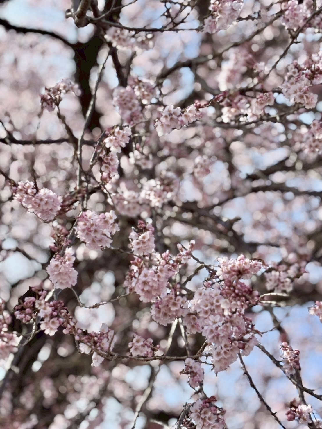 260324わに塚のサクラ