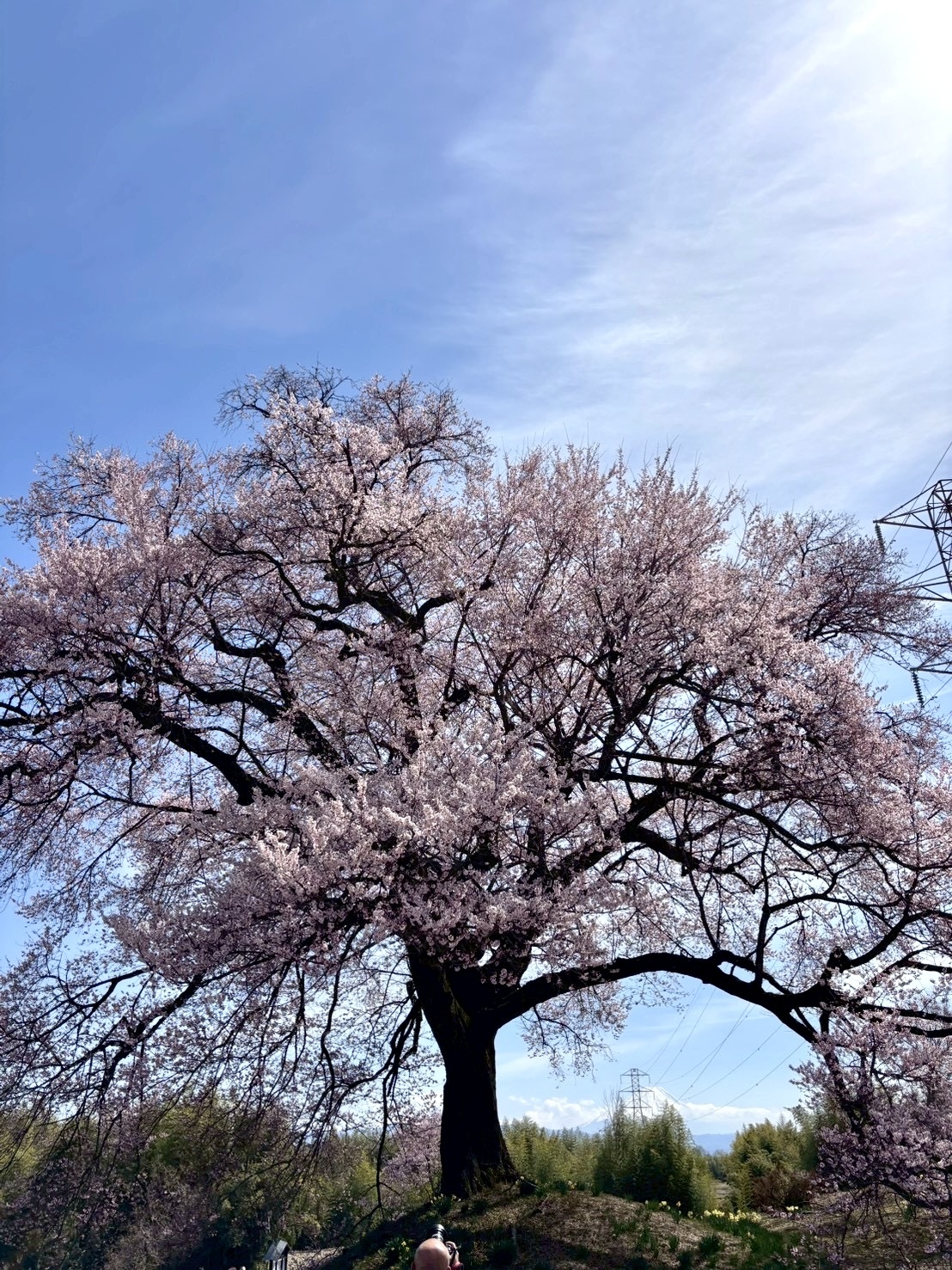 260324わに塚のサクラ