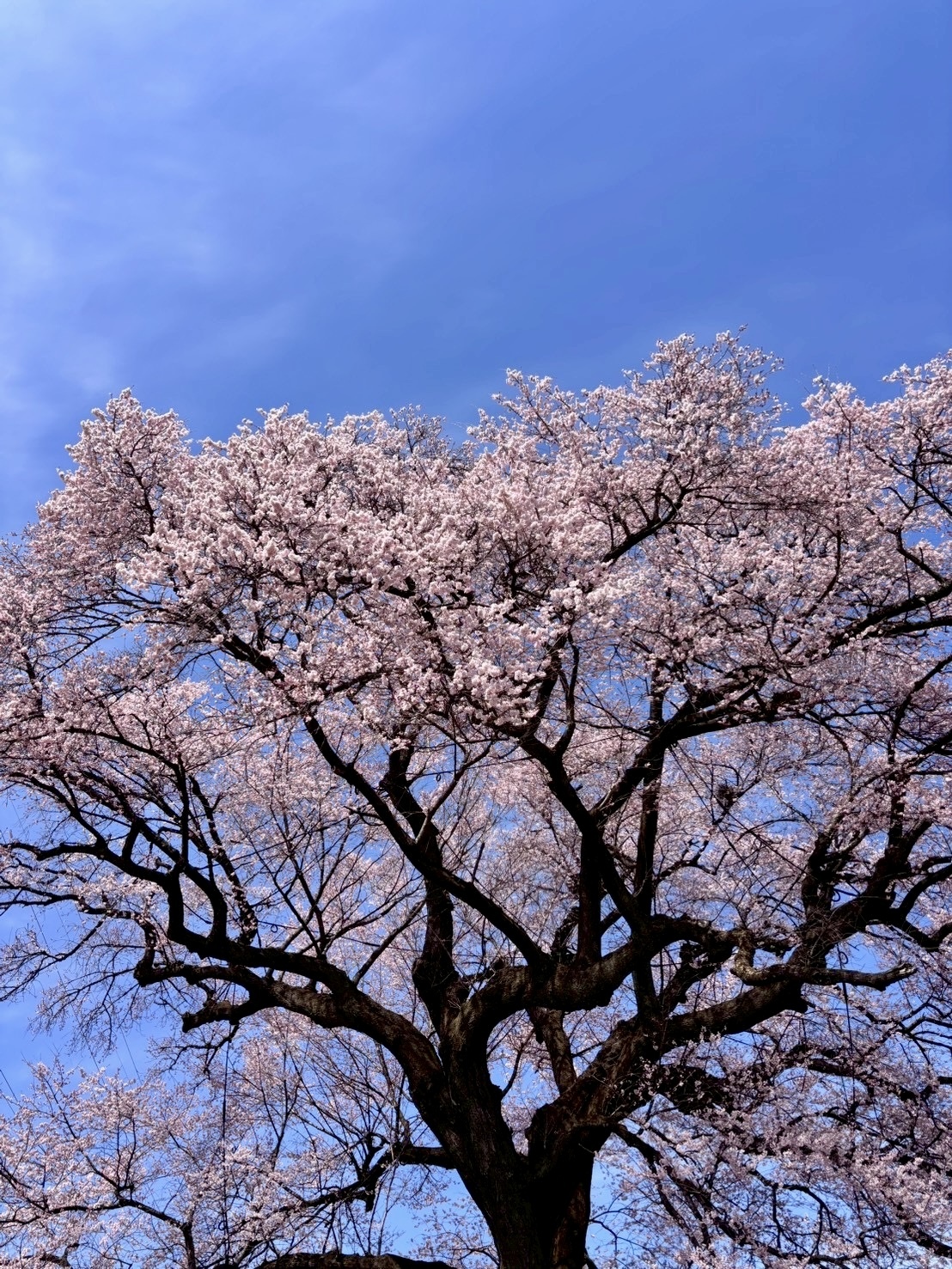 260324わに塚のサクラ