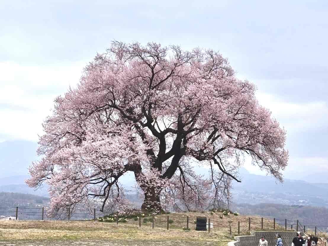 260325わに塚のサクラ