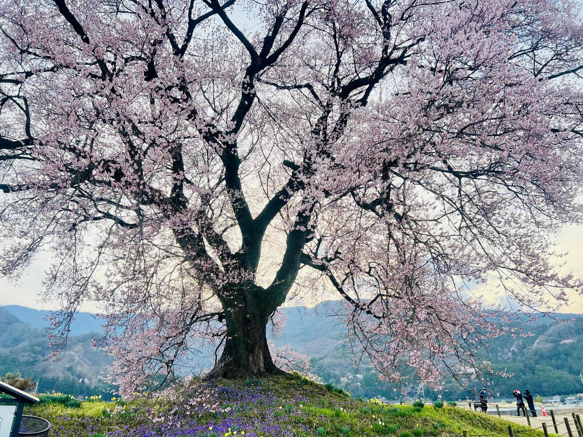 260325わに塚のサクラ