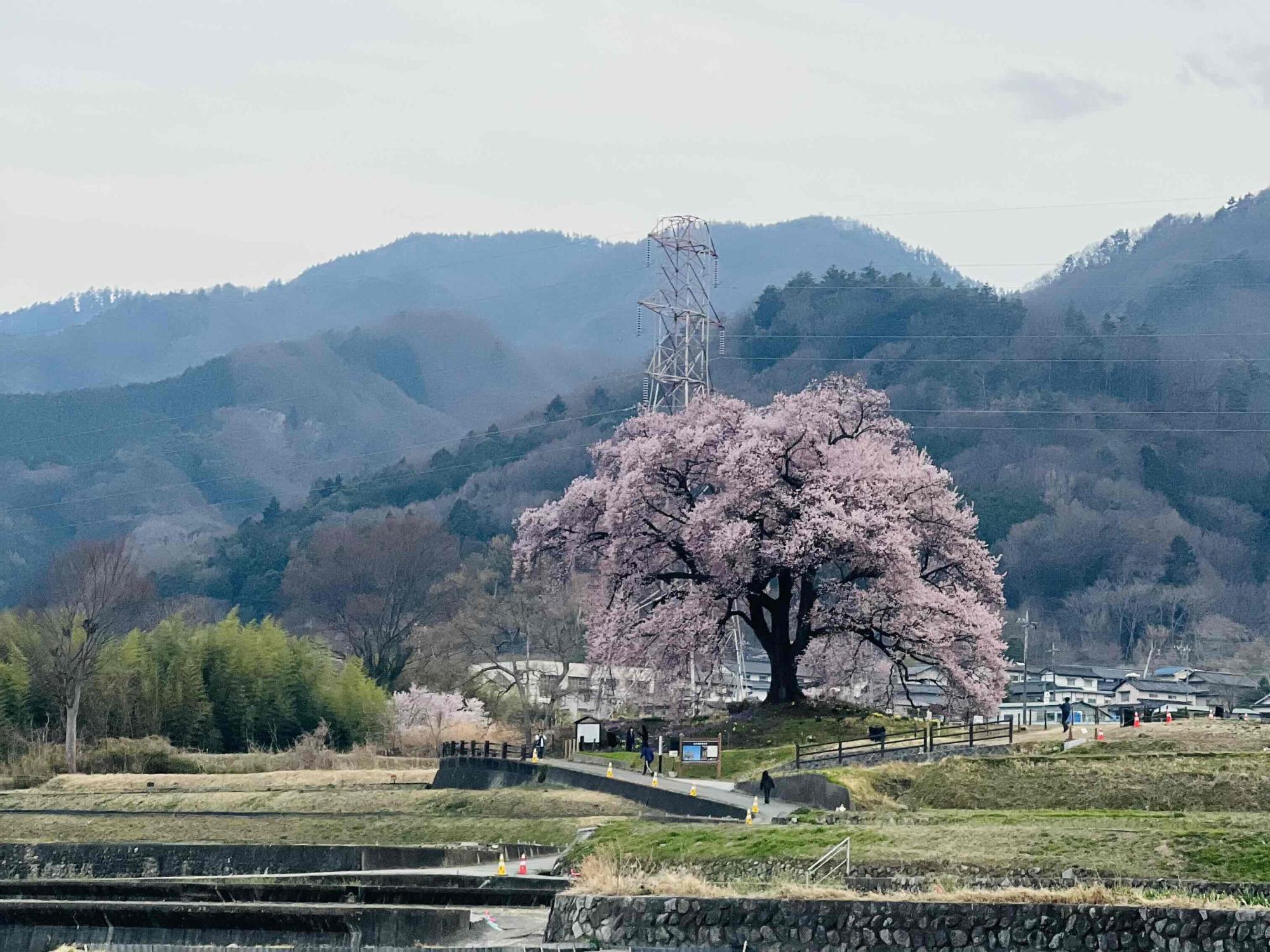 260325わに塚のサクラ