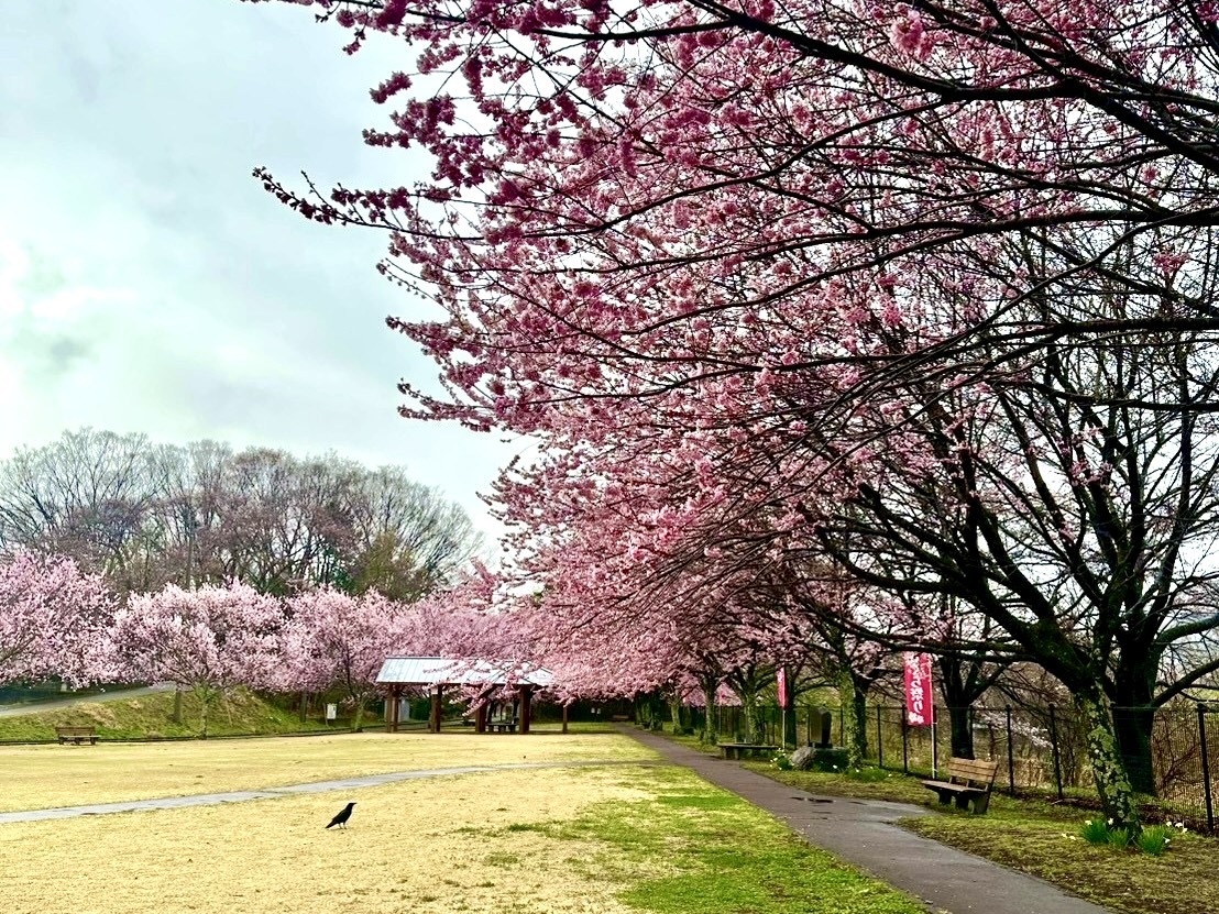 260326穴山さくら公園