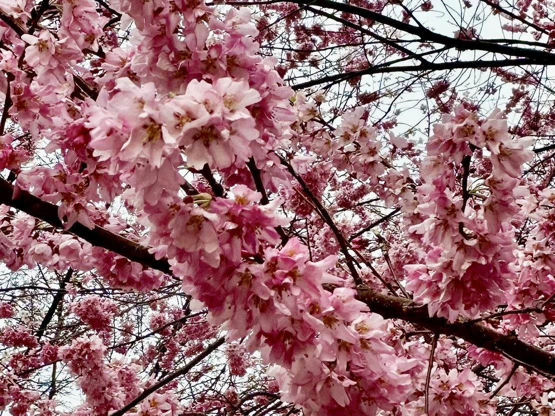 260326穴山さくら公園