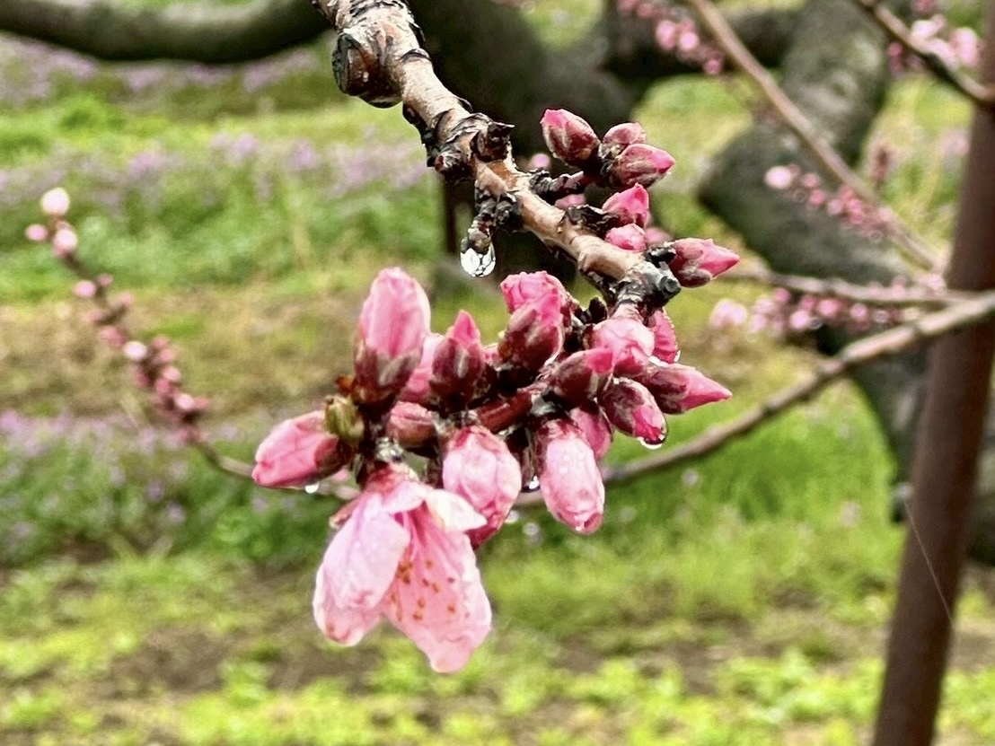 260326新府桃源郷