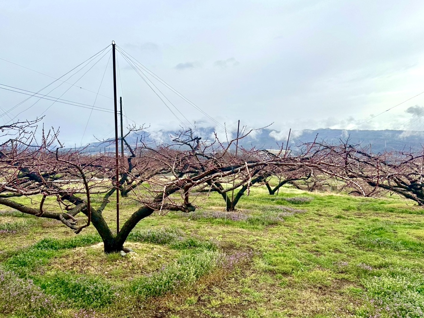 260326新府桃源郷