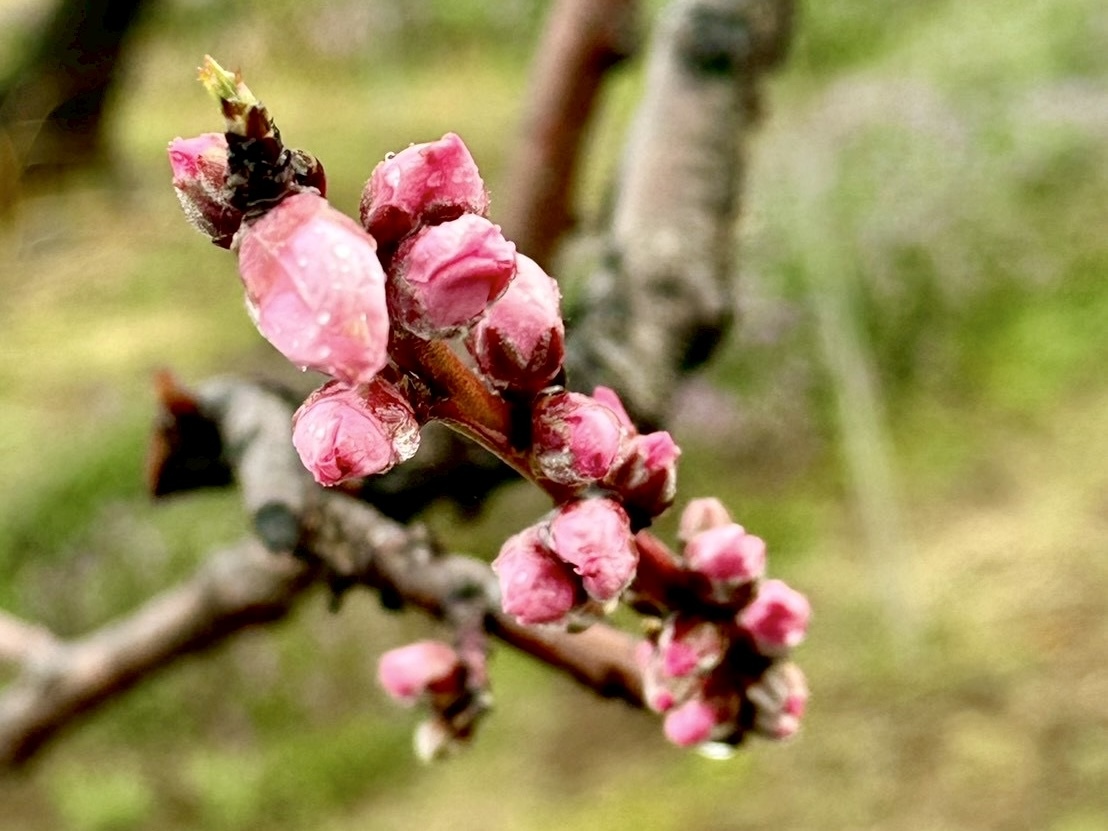 260326新府桃源郷