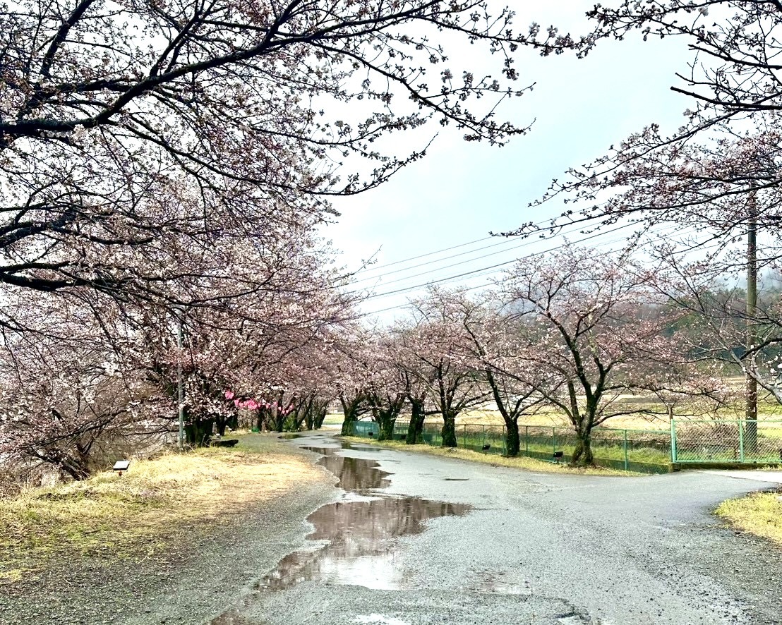 260326徳島堰