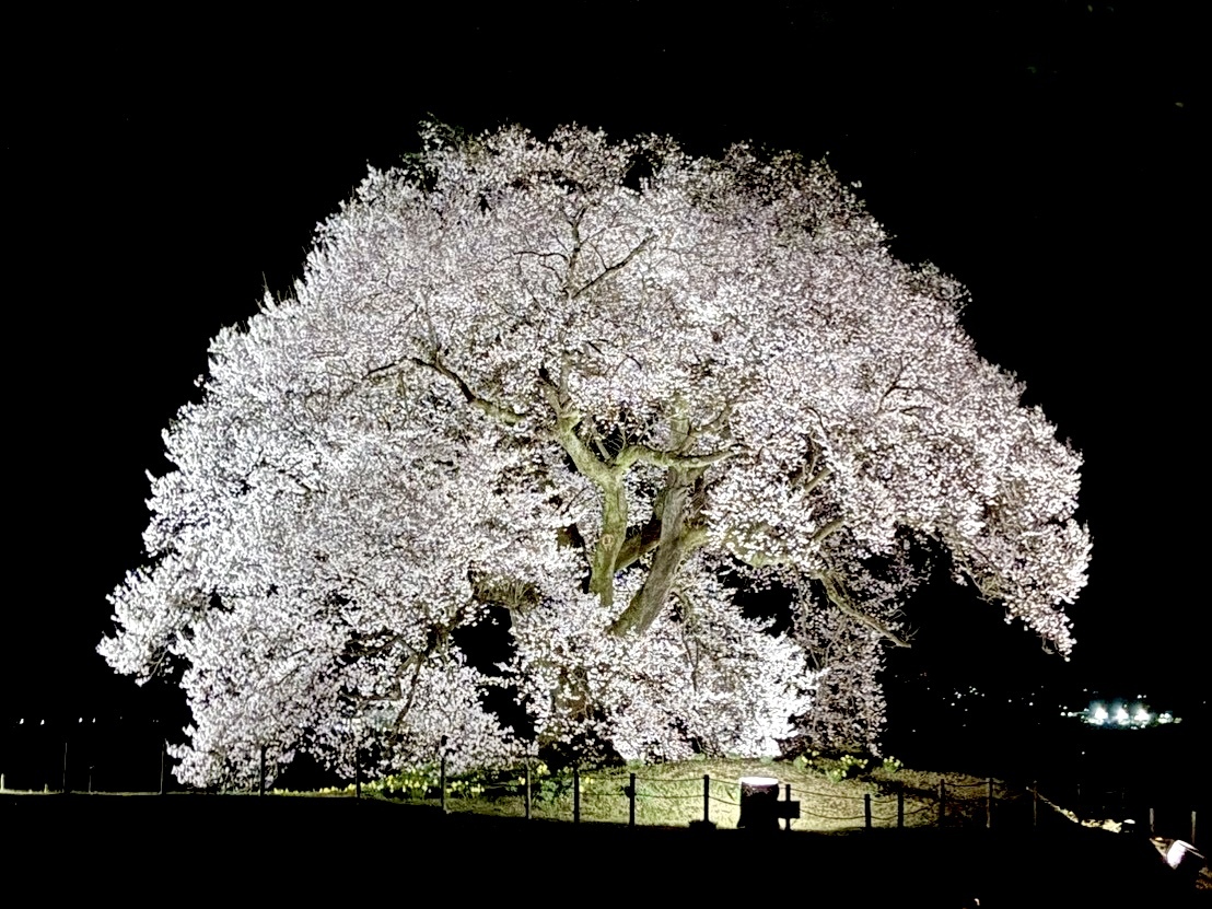 260326わに塚のサクラ