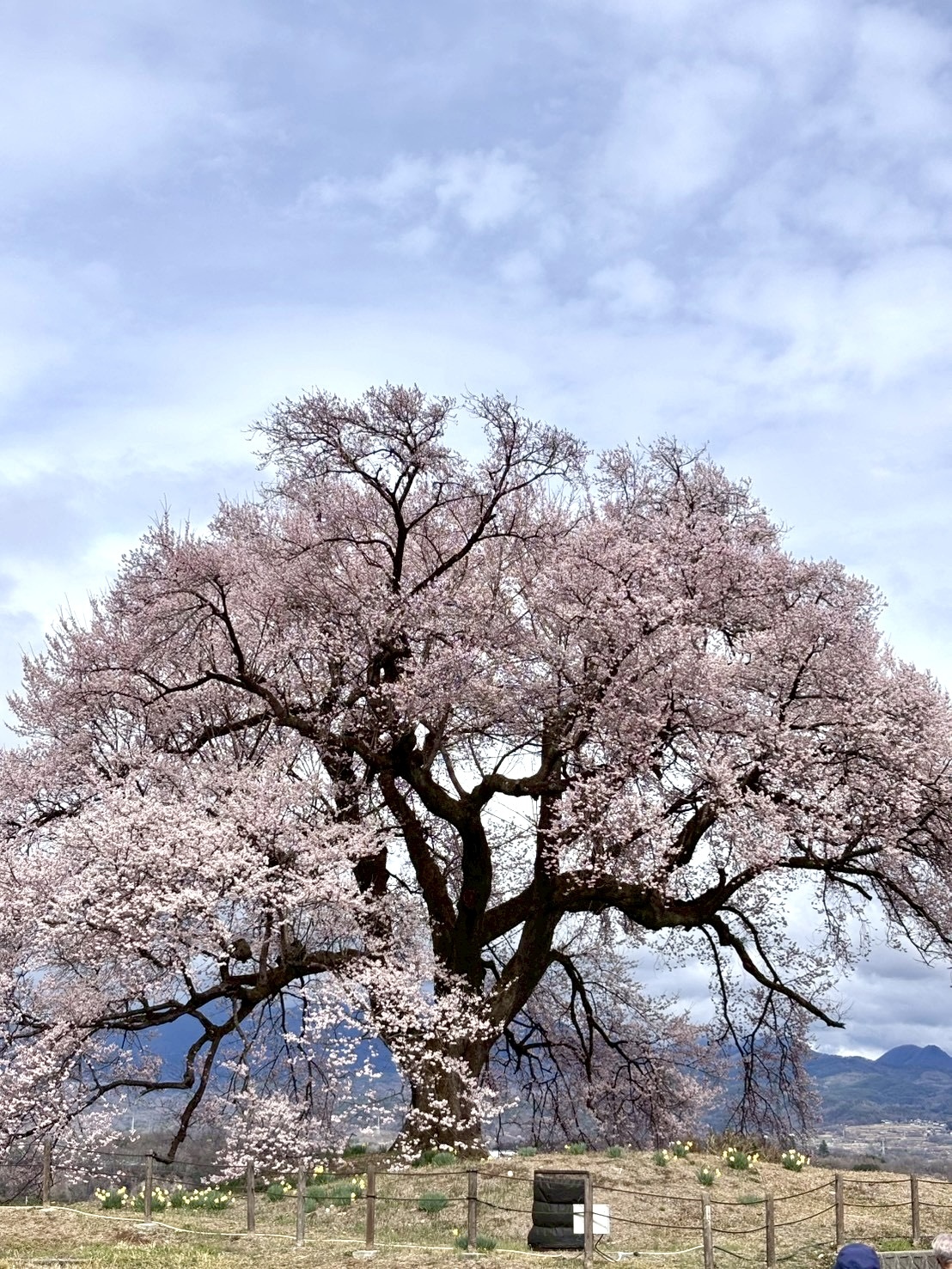 260326わに塚のサクラ