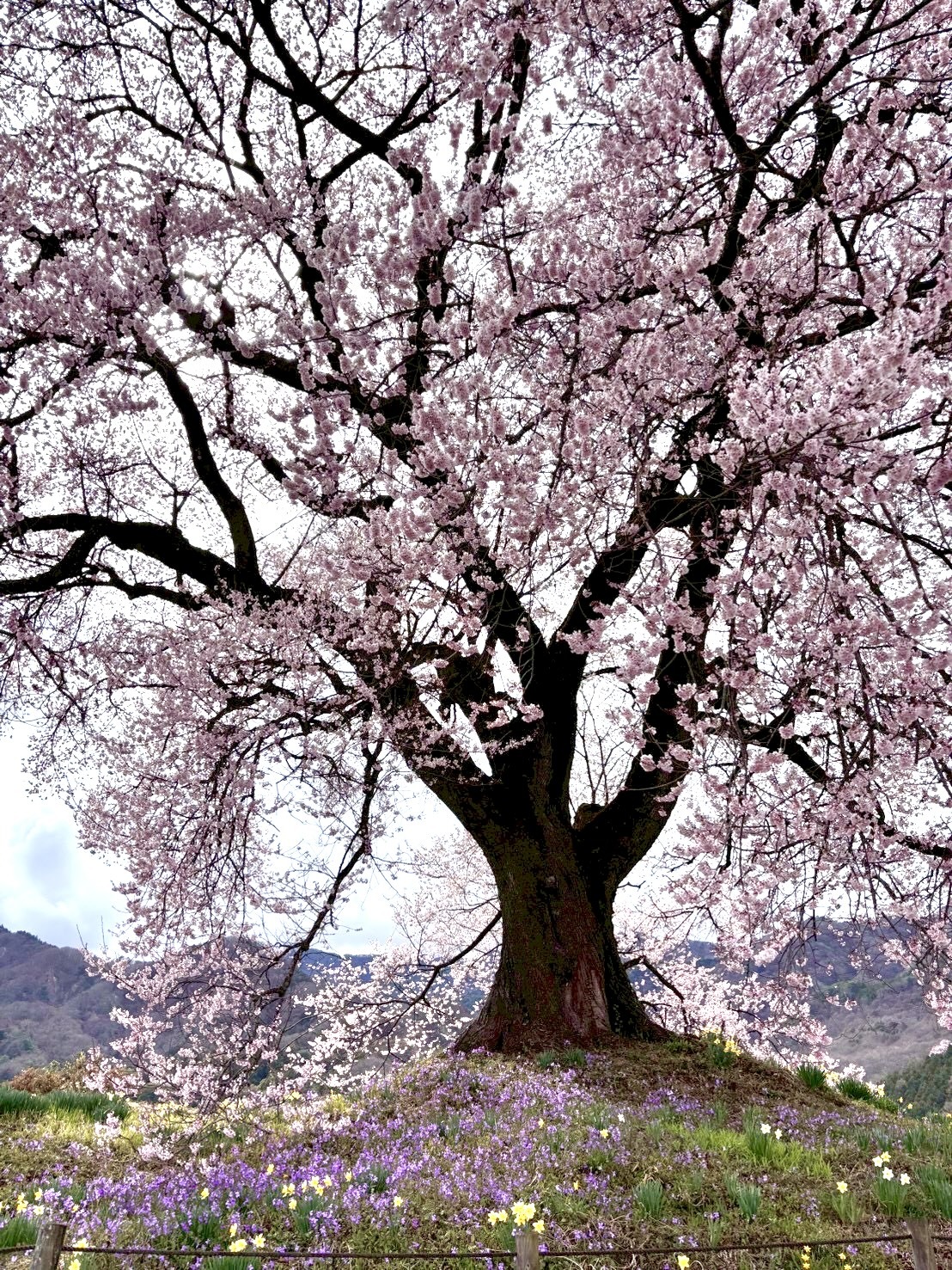 260326わに塚のサクラ