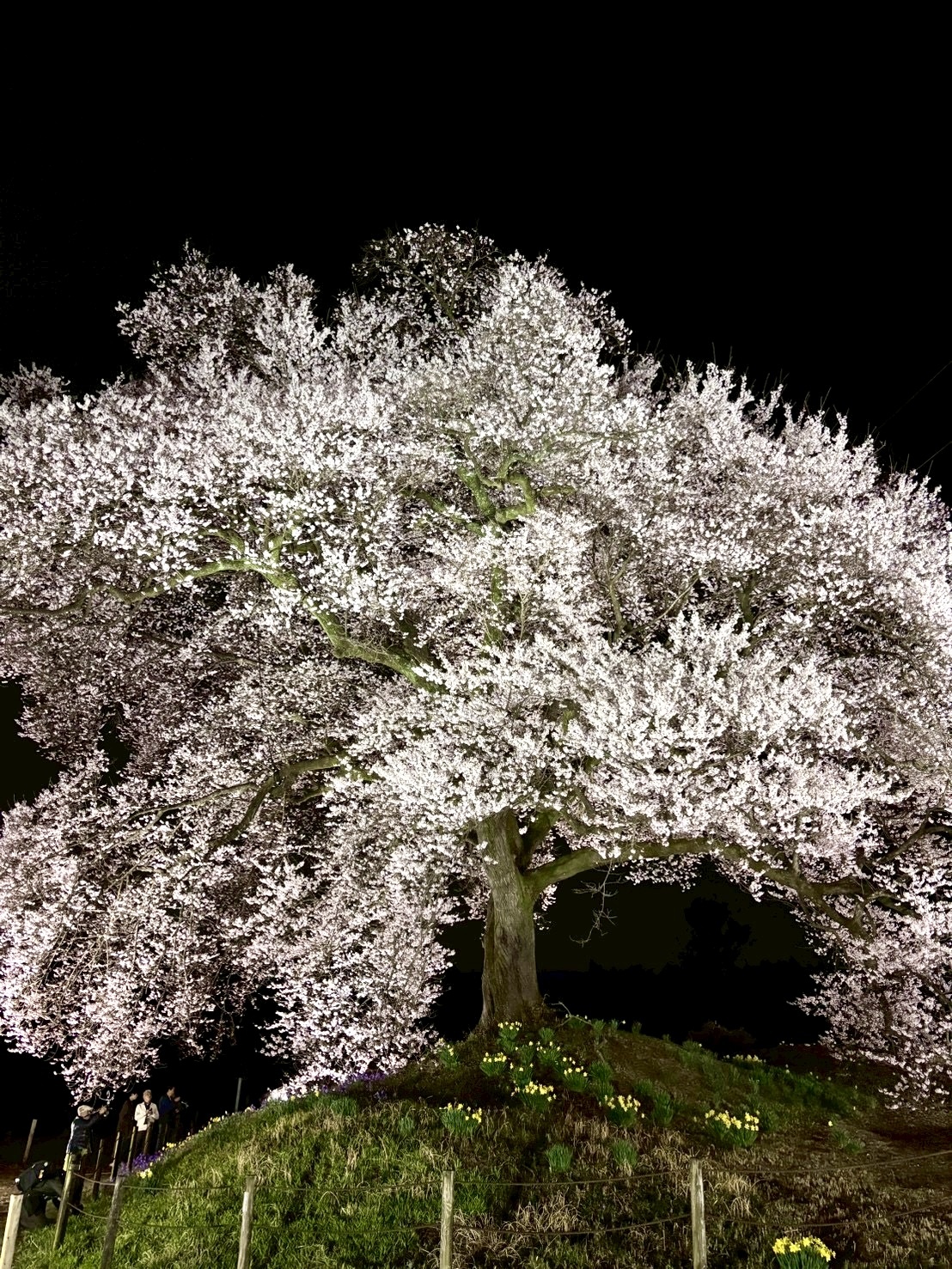 260326わに塚のサクラ