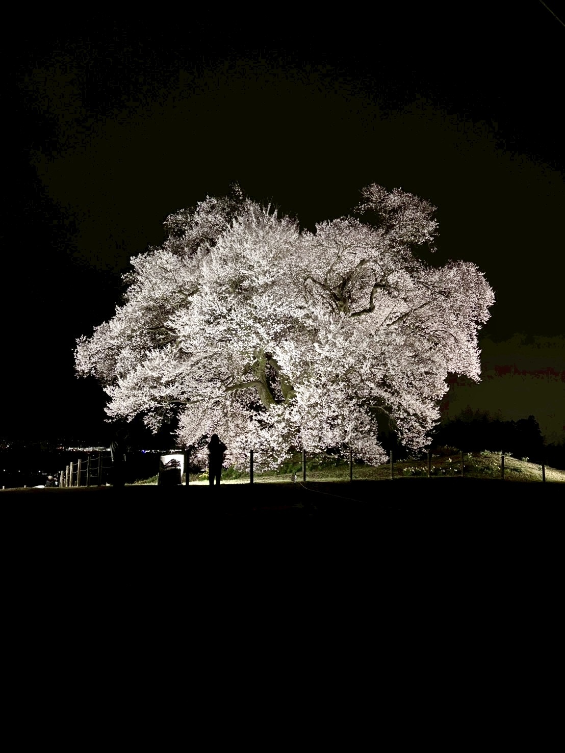 260326わに塚のサクラ