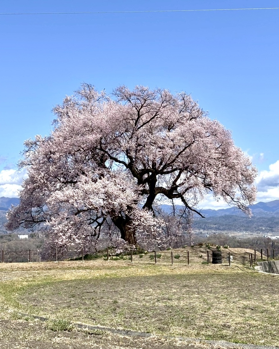 260327わに塚のサクラ