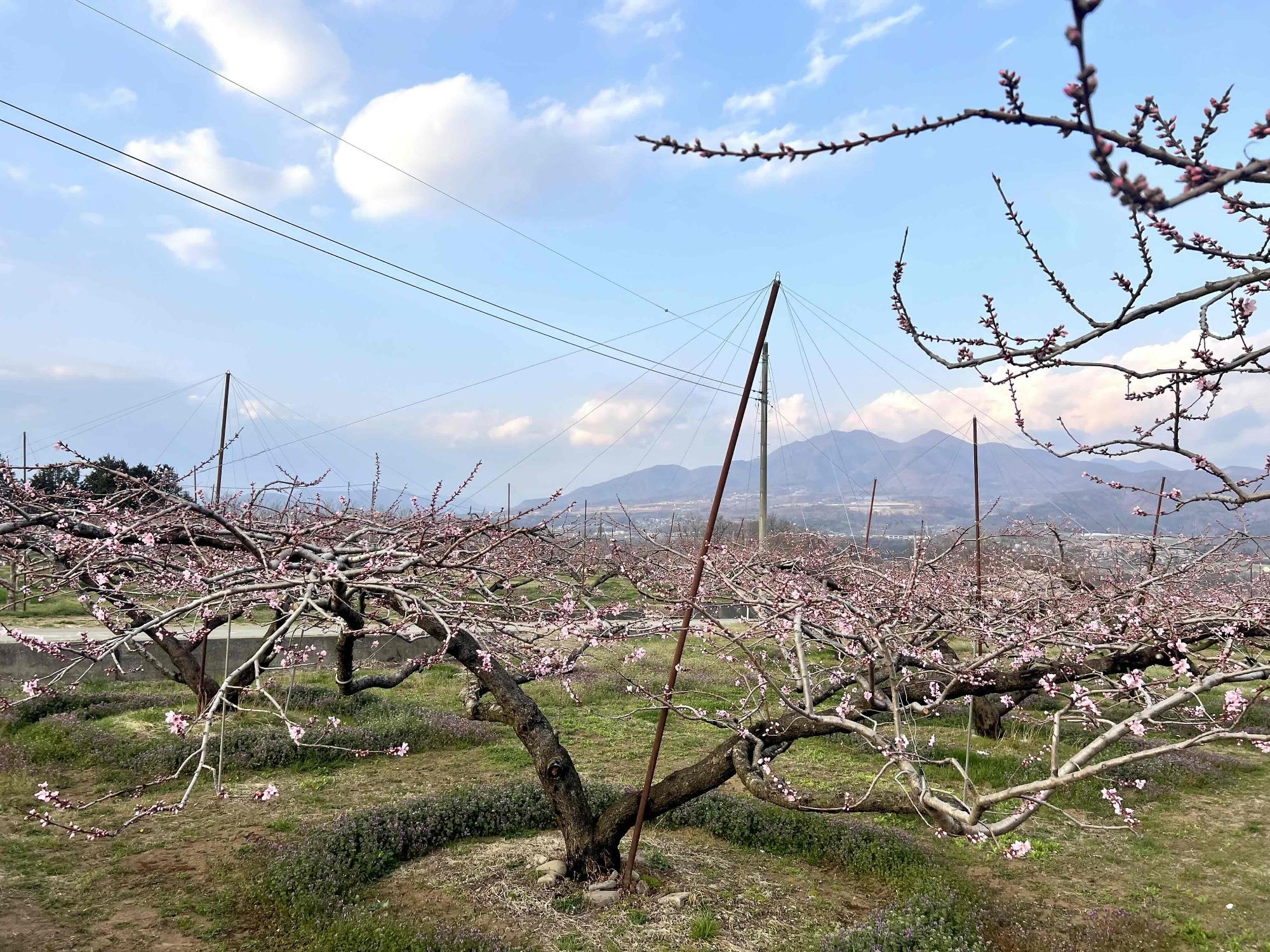 260328新府桃源郷