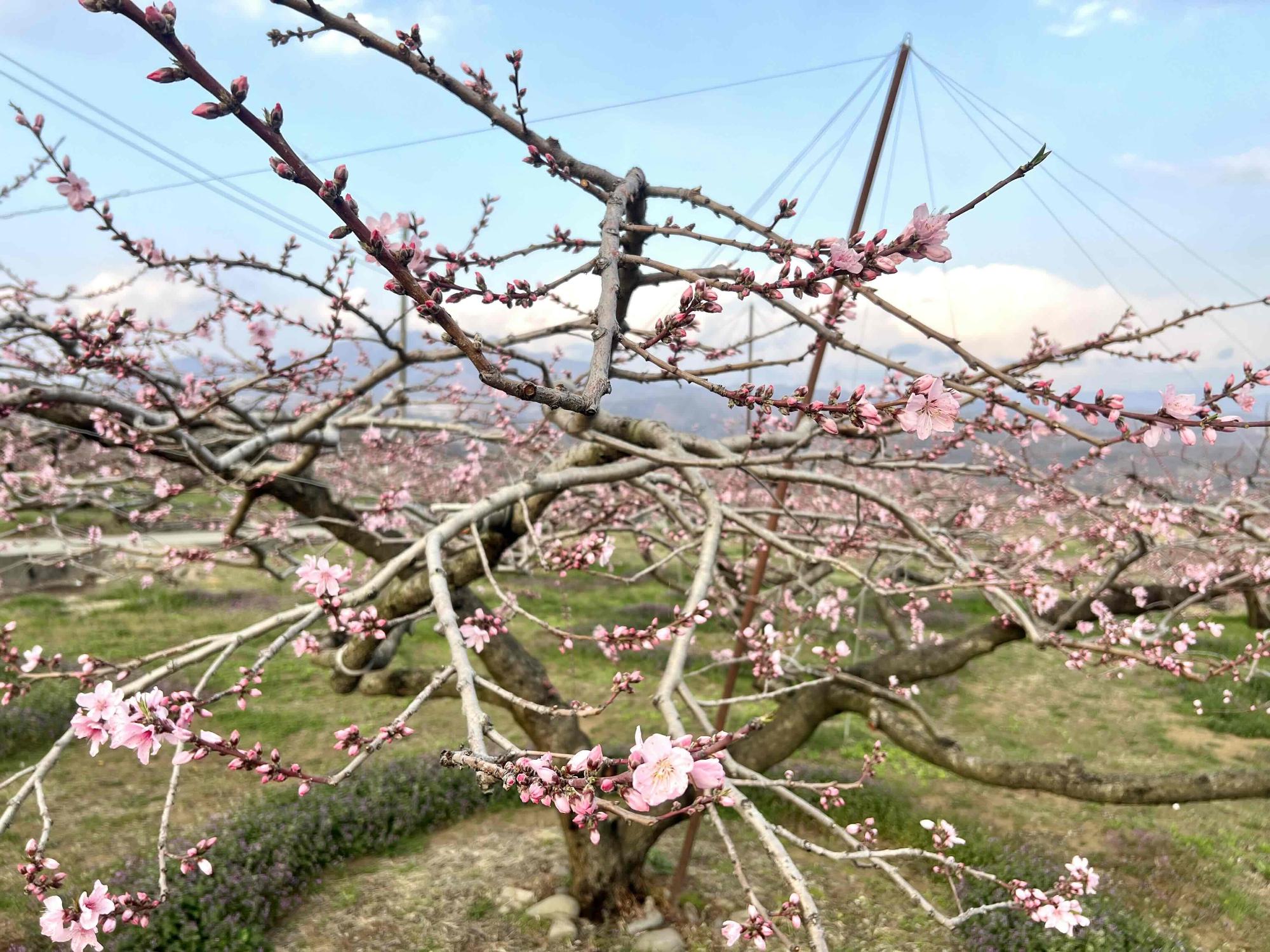 260328新府桃源郷