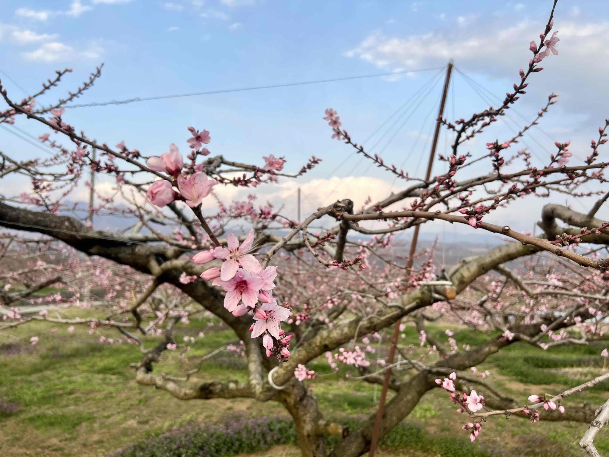 260328新府桃源郷